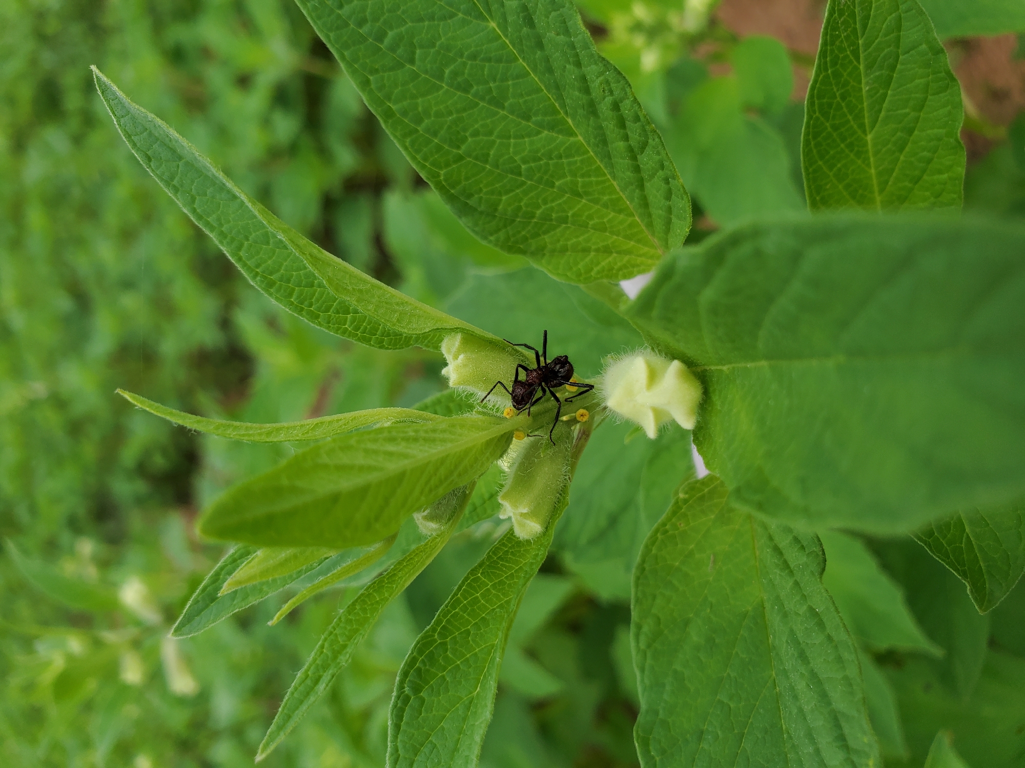 Ant observed carrying pollen on flower buds in Mararaba
