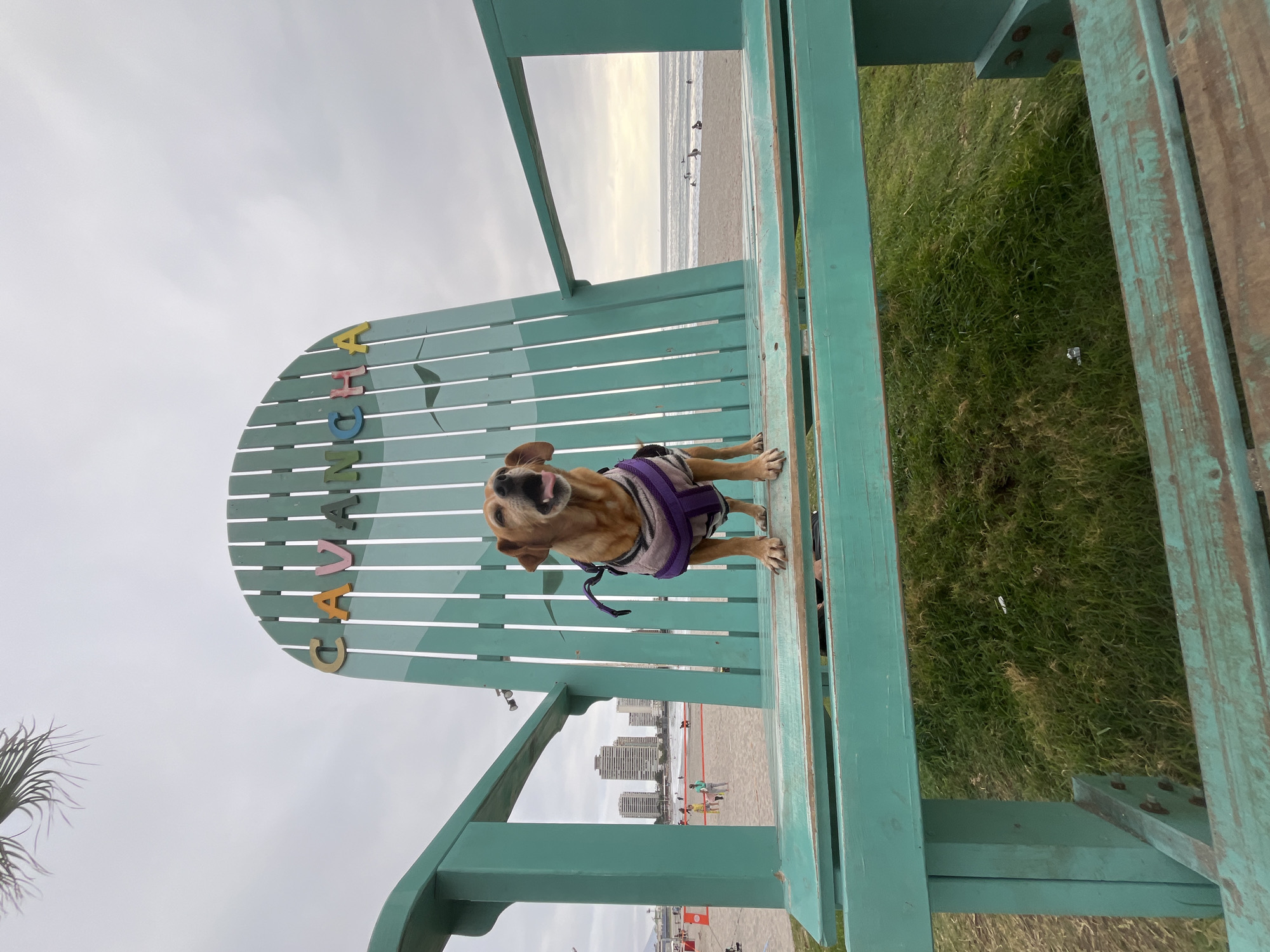 An evening at Cavancha Beach: workouts, a dog, and city views