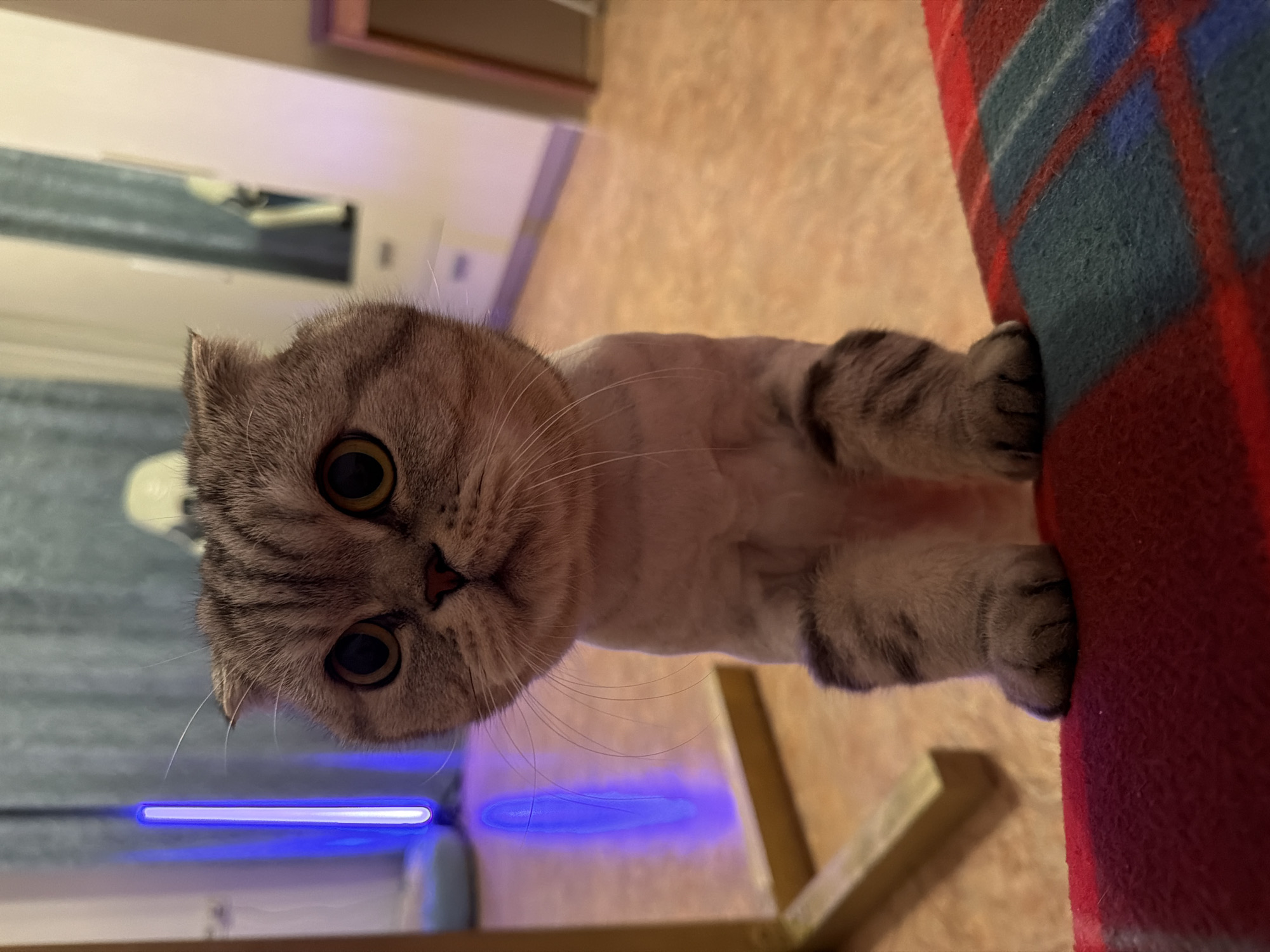 Dressed cats photographed indoors in Barnaul apartment setting