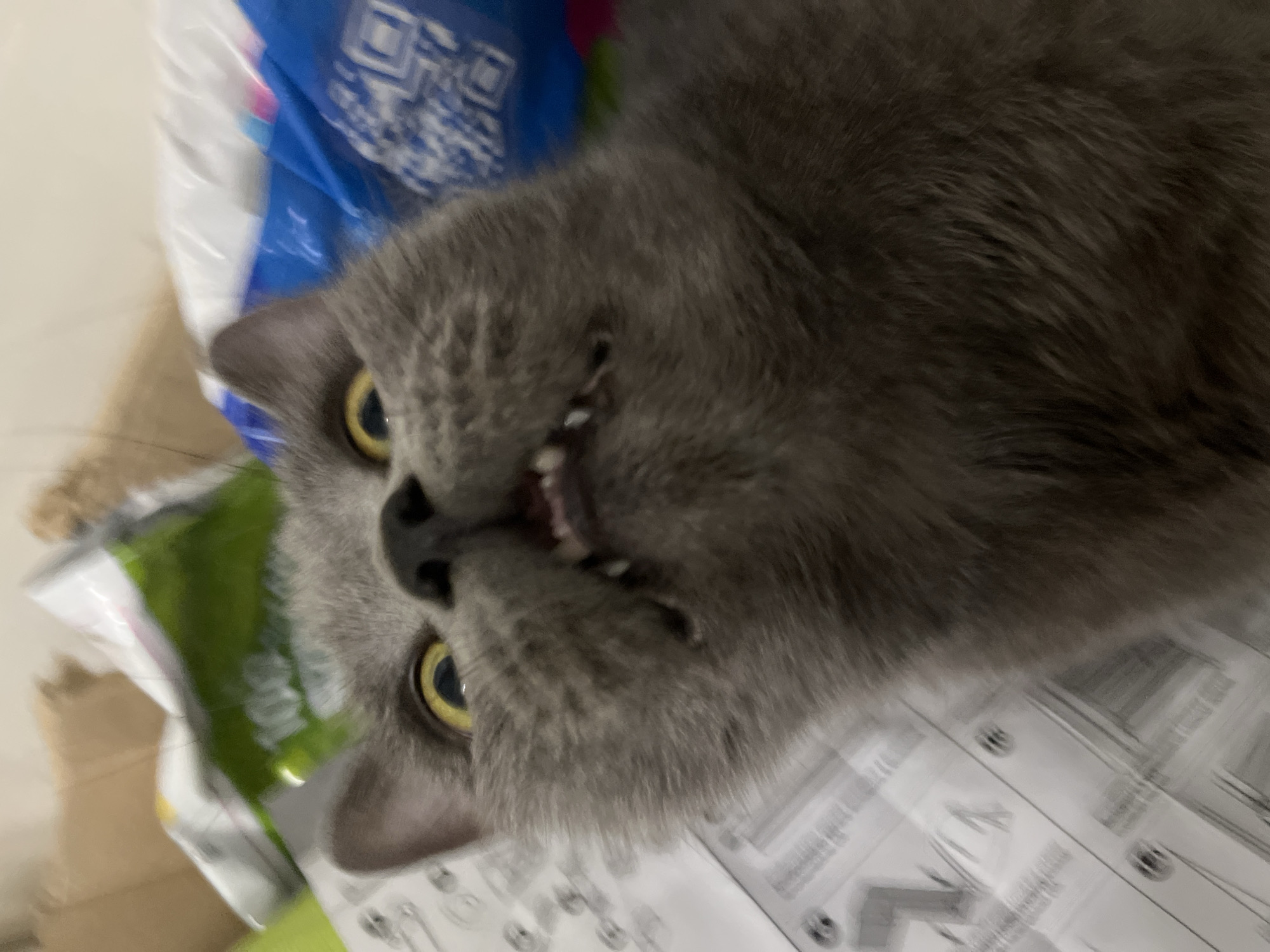 Gray cat and everyday objects at home in Belyye Berega