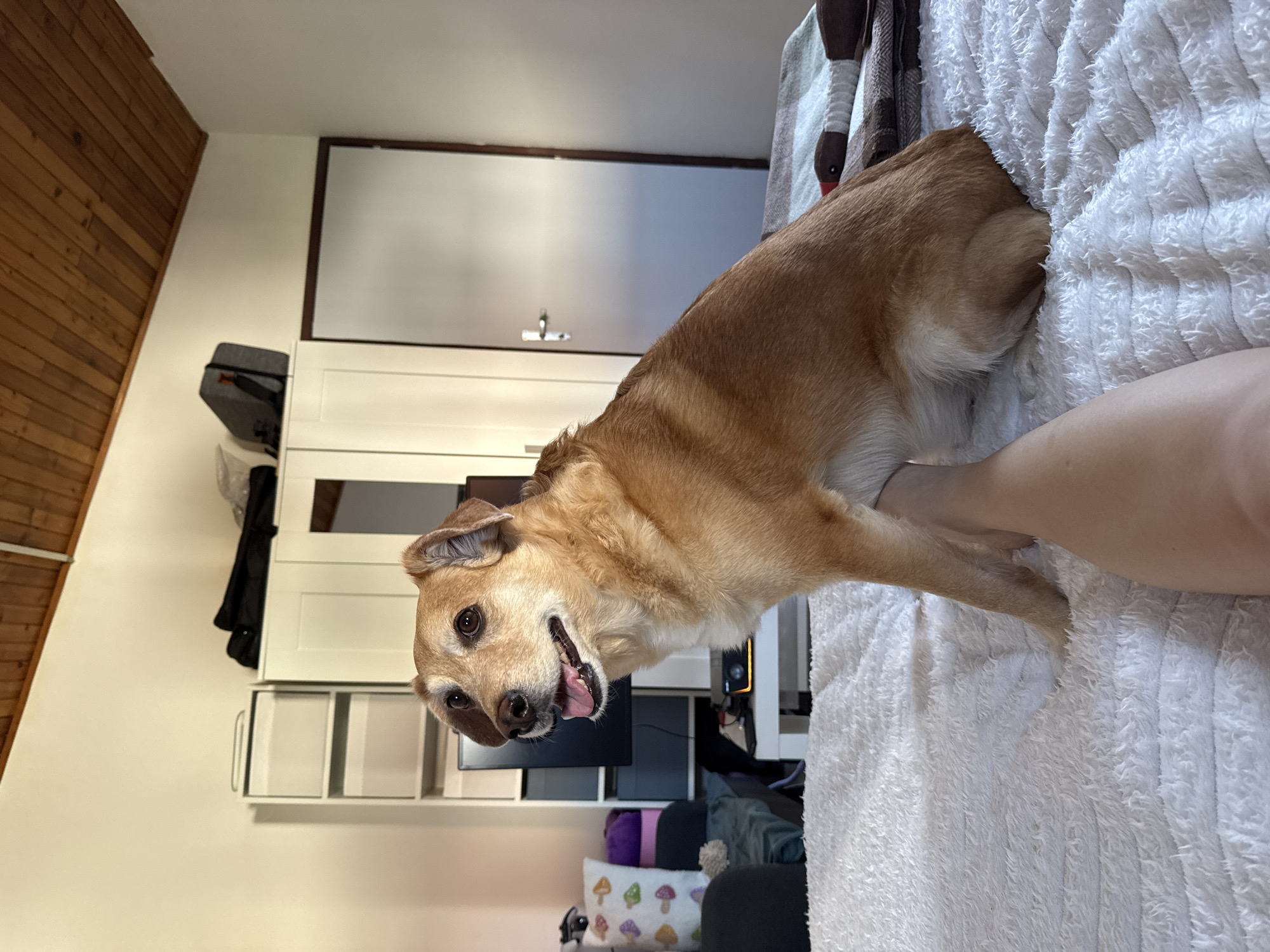 Dog rests on bed in Zagreb home