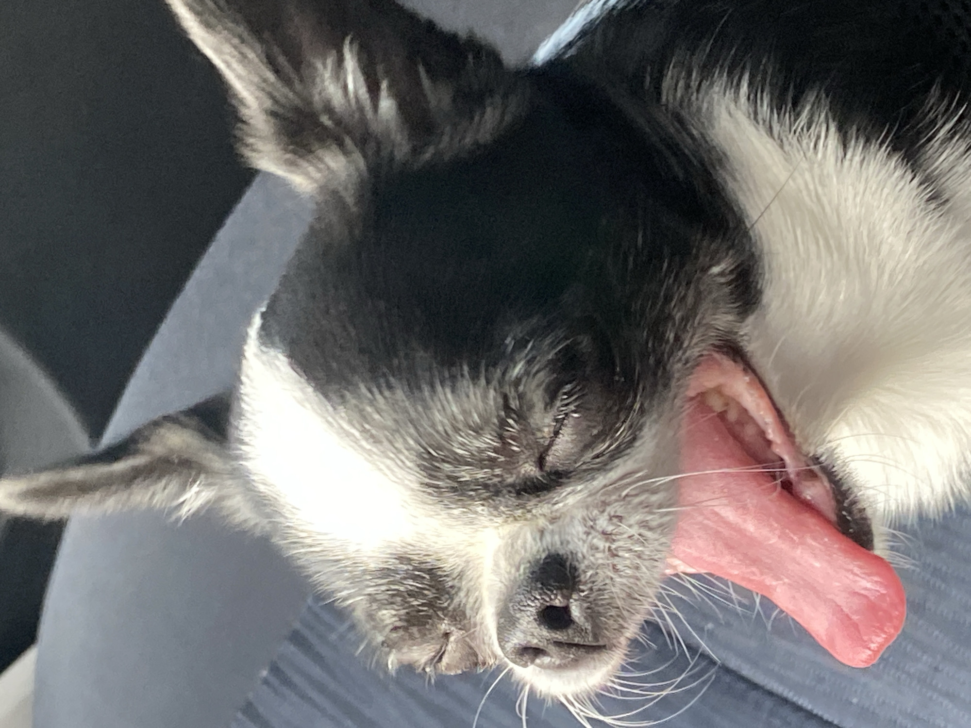 Small black and white dog chills out in a series of close-ups