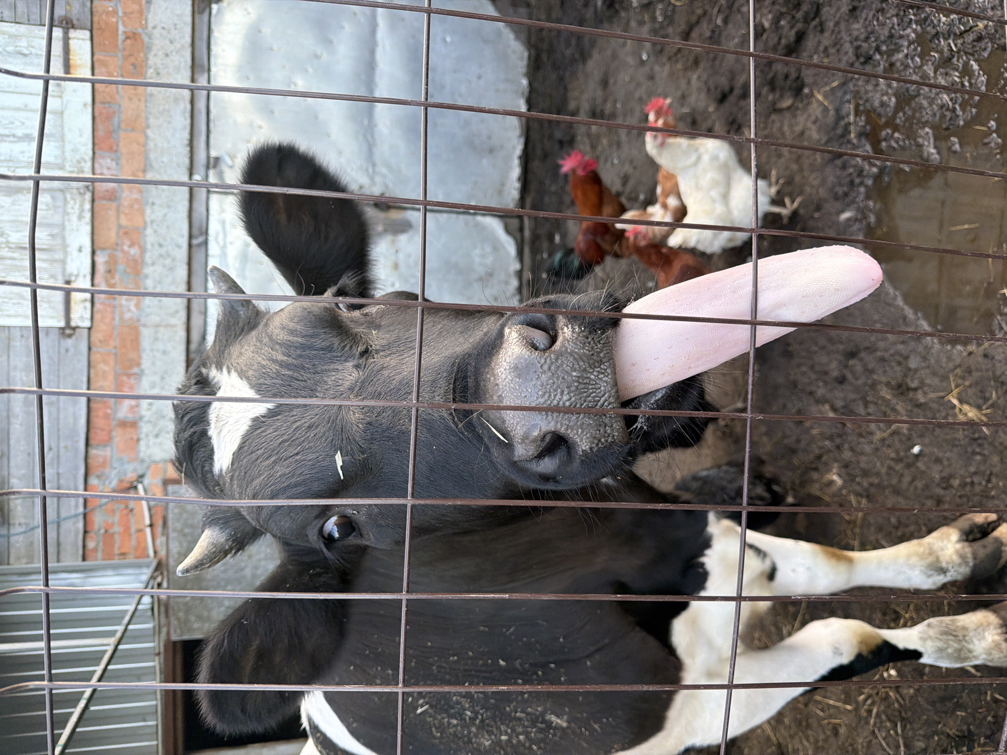 Cow sticks tongue out at farm enclosure with chickens