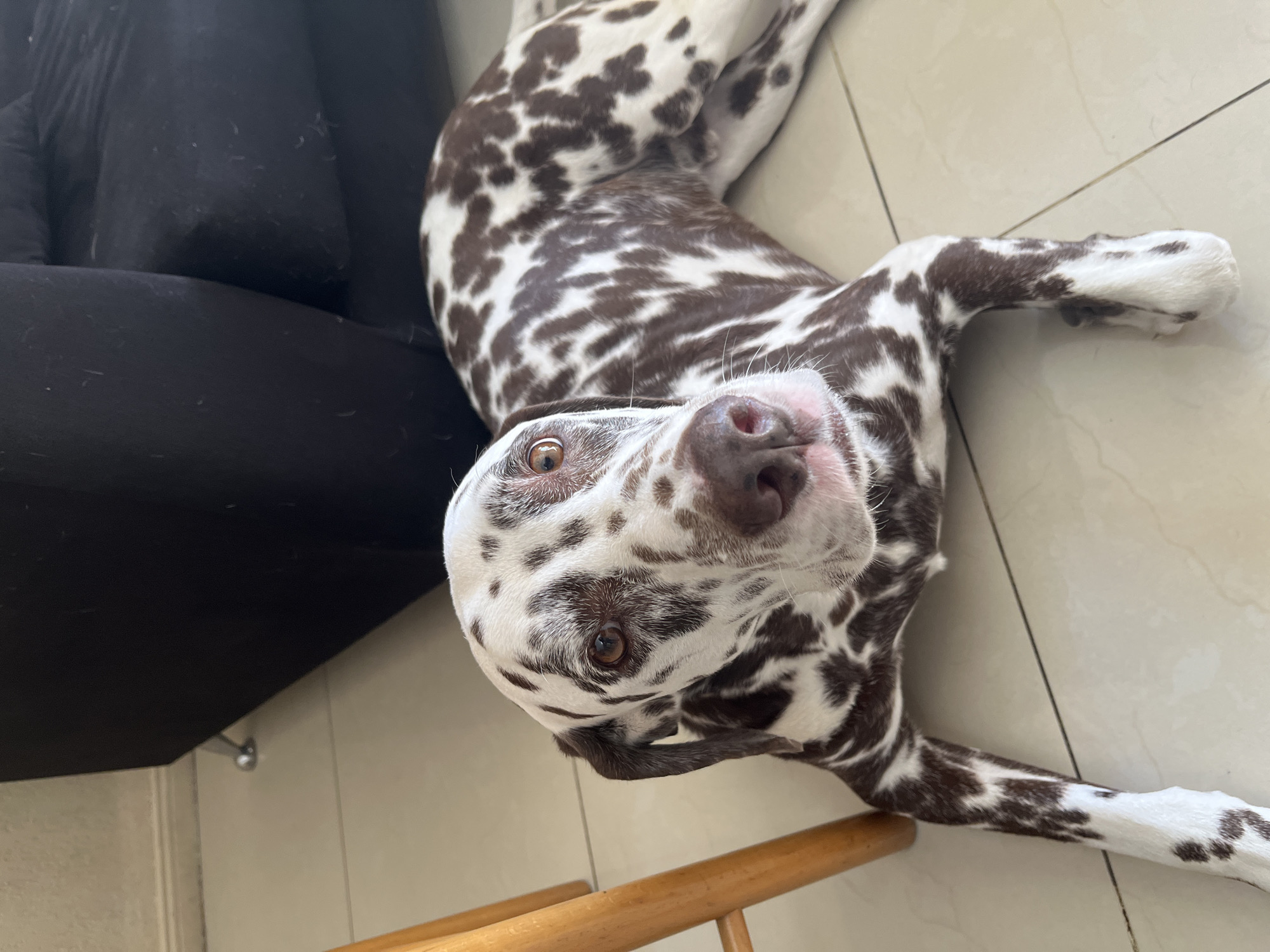 Spotted dog lies playfully on floor in Buenos Aires