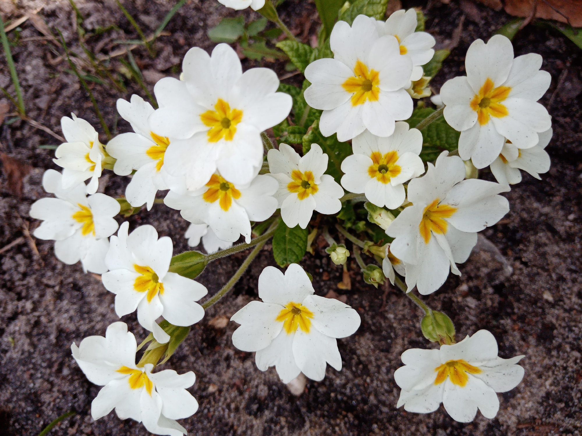 Spring flowers bloom, crafts made in Elektrostal morning