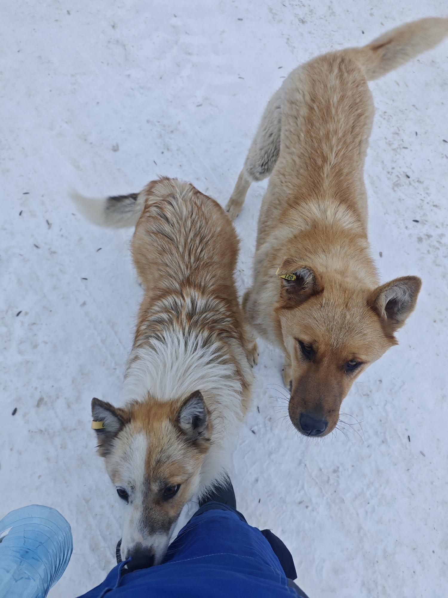 Dogs interact with caretaker in snowy Russian settlement