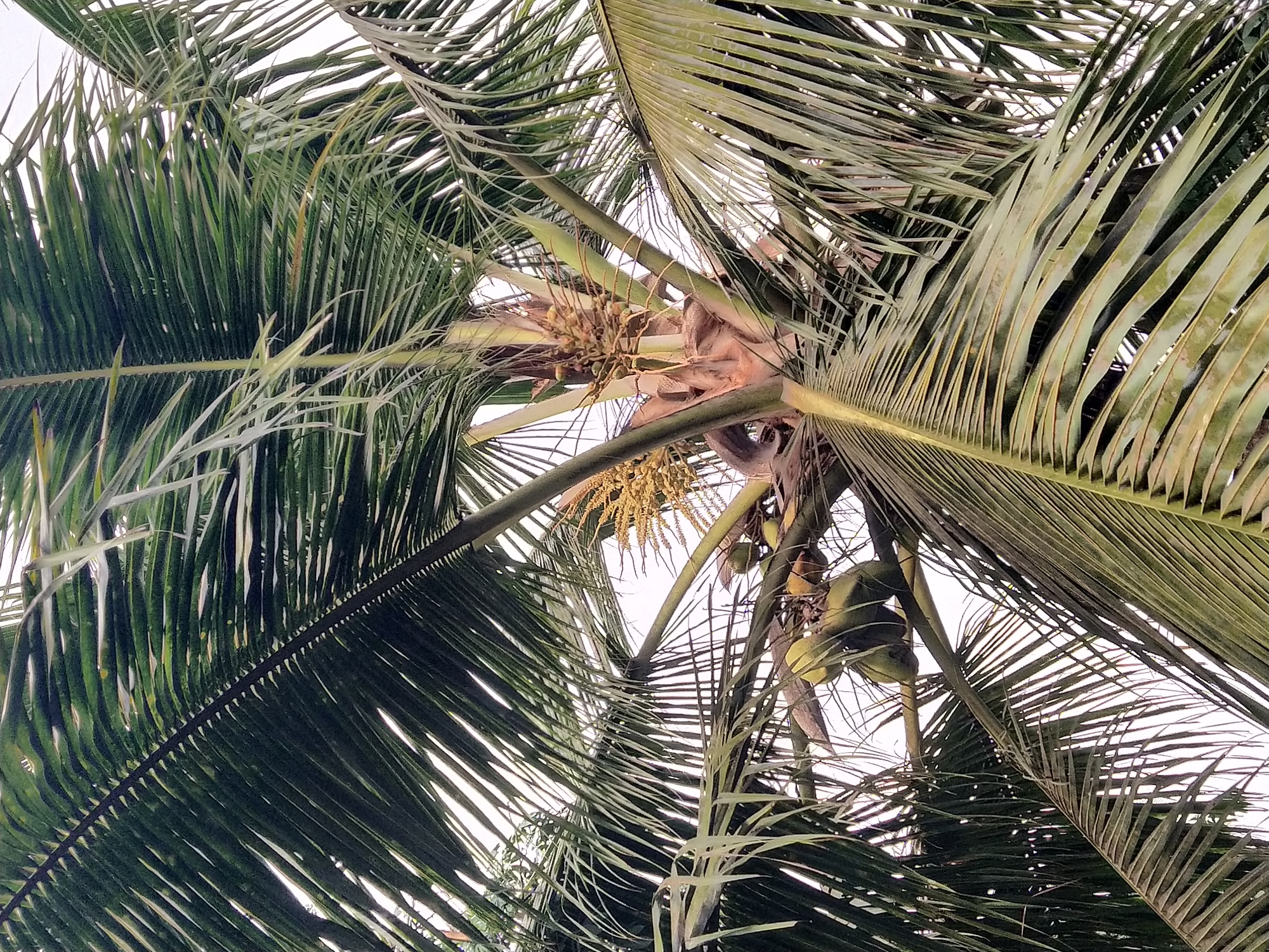 Early morning coconut palm observations in Badem backyard garden