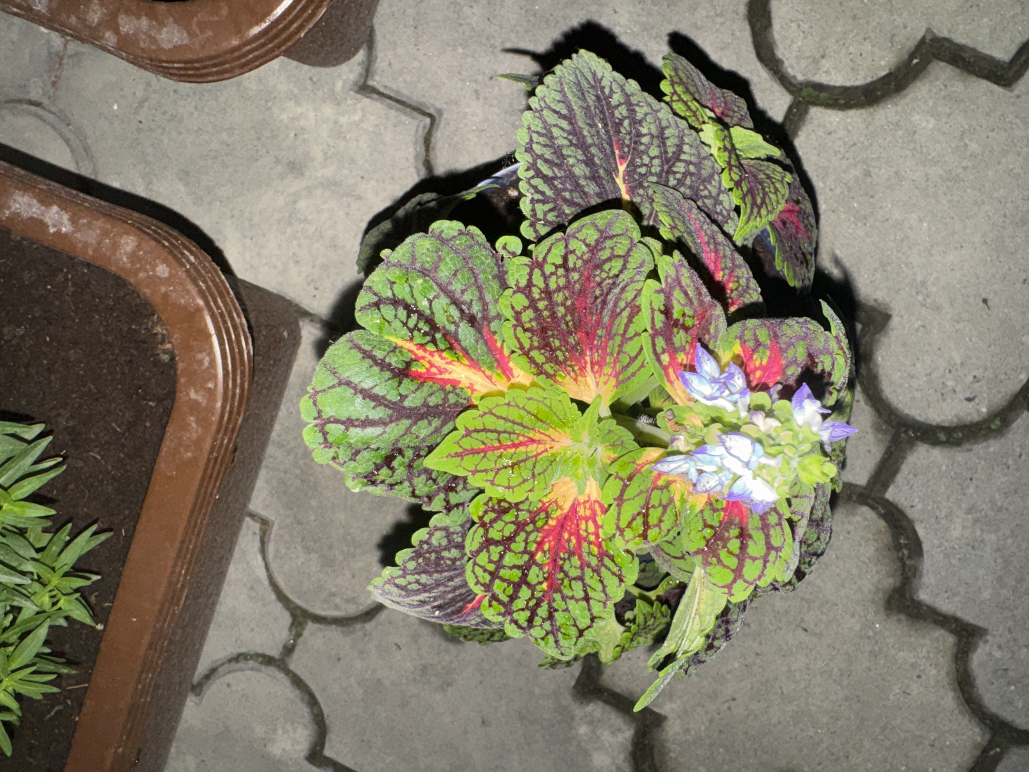 Evening garden walkthrough: potted plants, grapevines, and a driveway