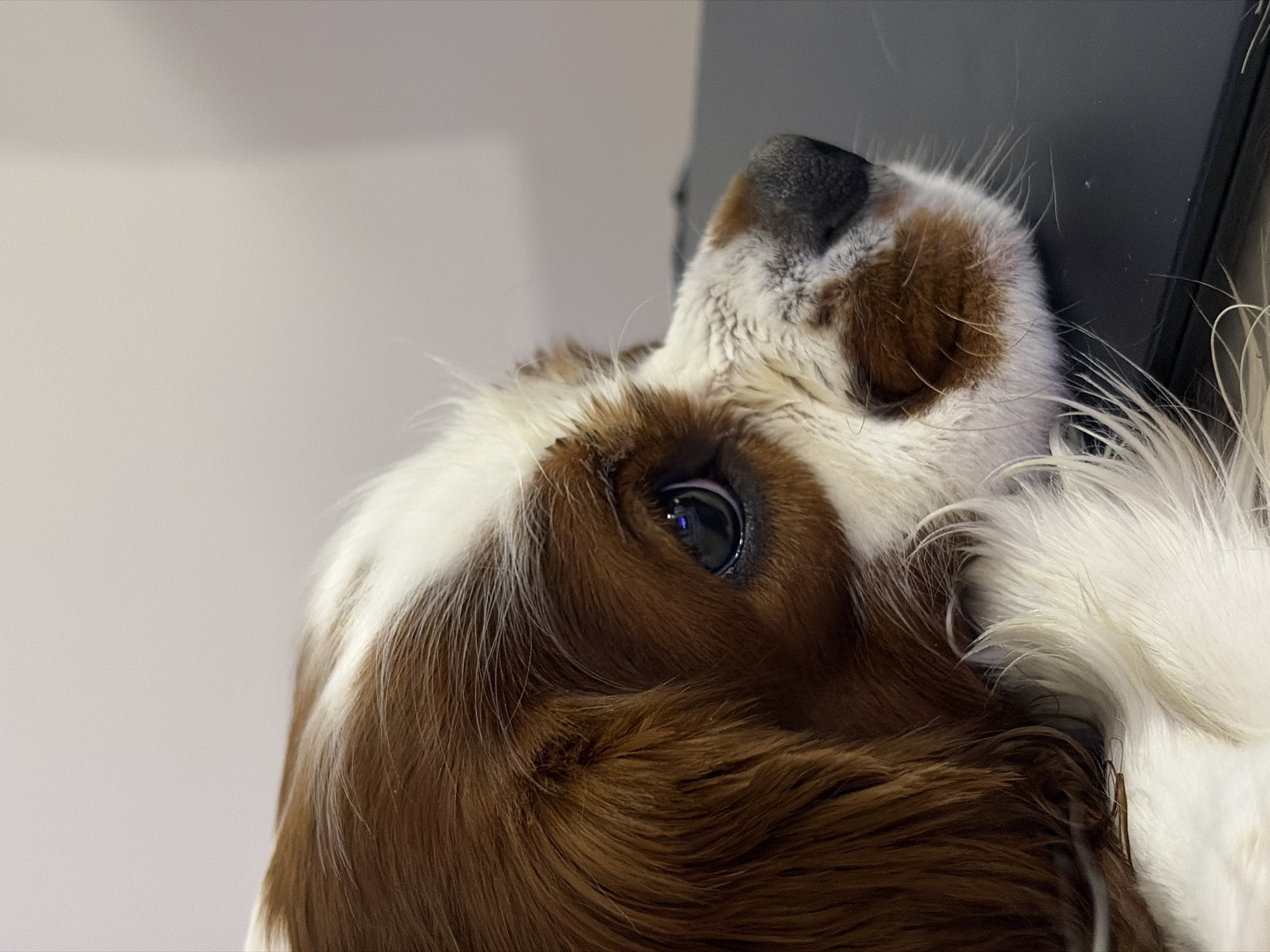 Lazy afternoon at home in Dobrich with a Cavalier Spaniel