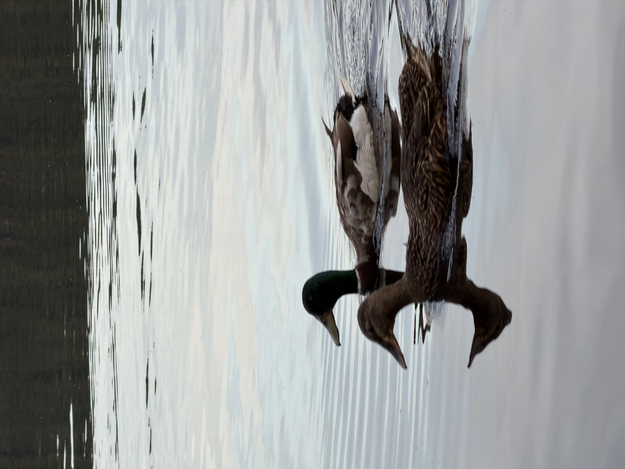 Mallards and locals along the Kama River, Chaikovsky