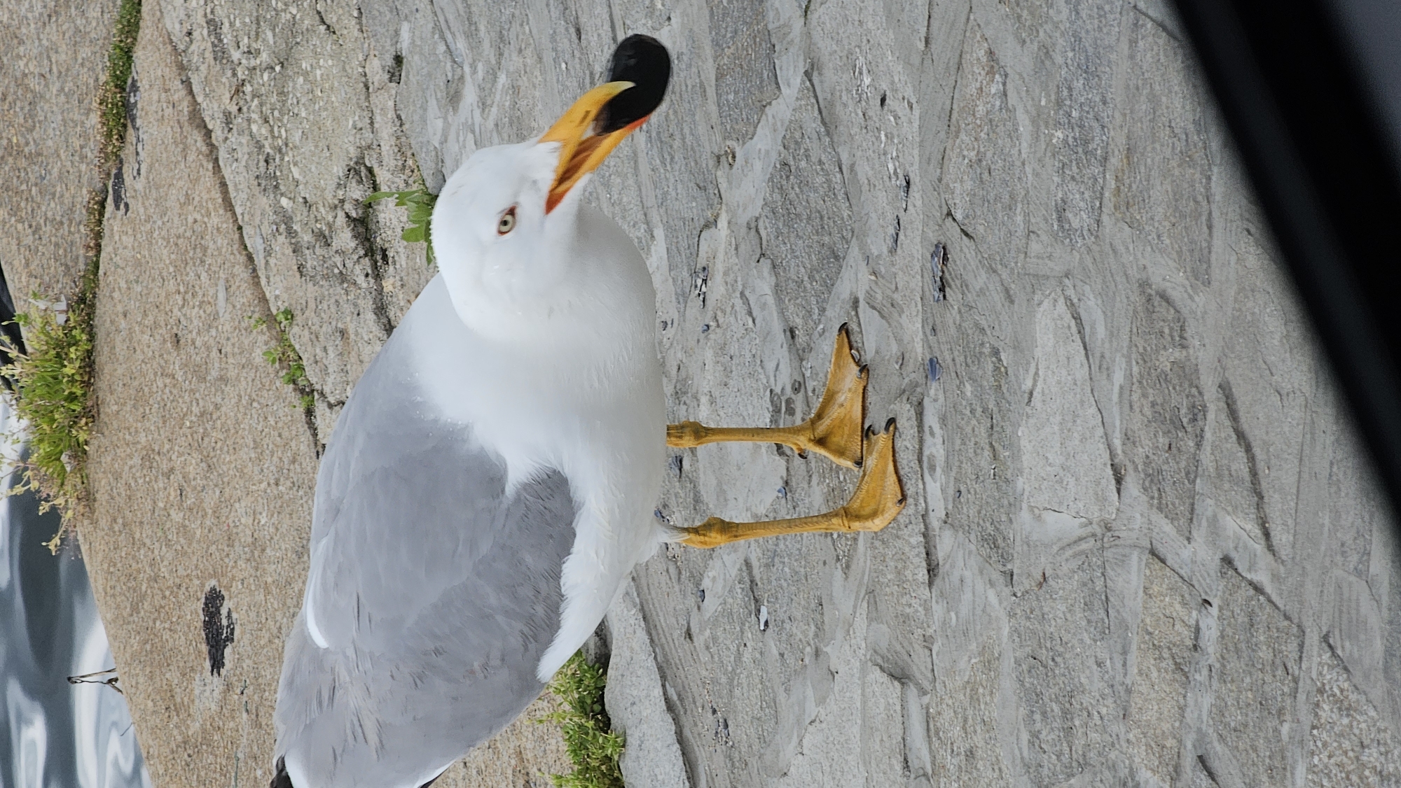 Yellow-legged gull spotted on Varna harbor promenade