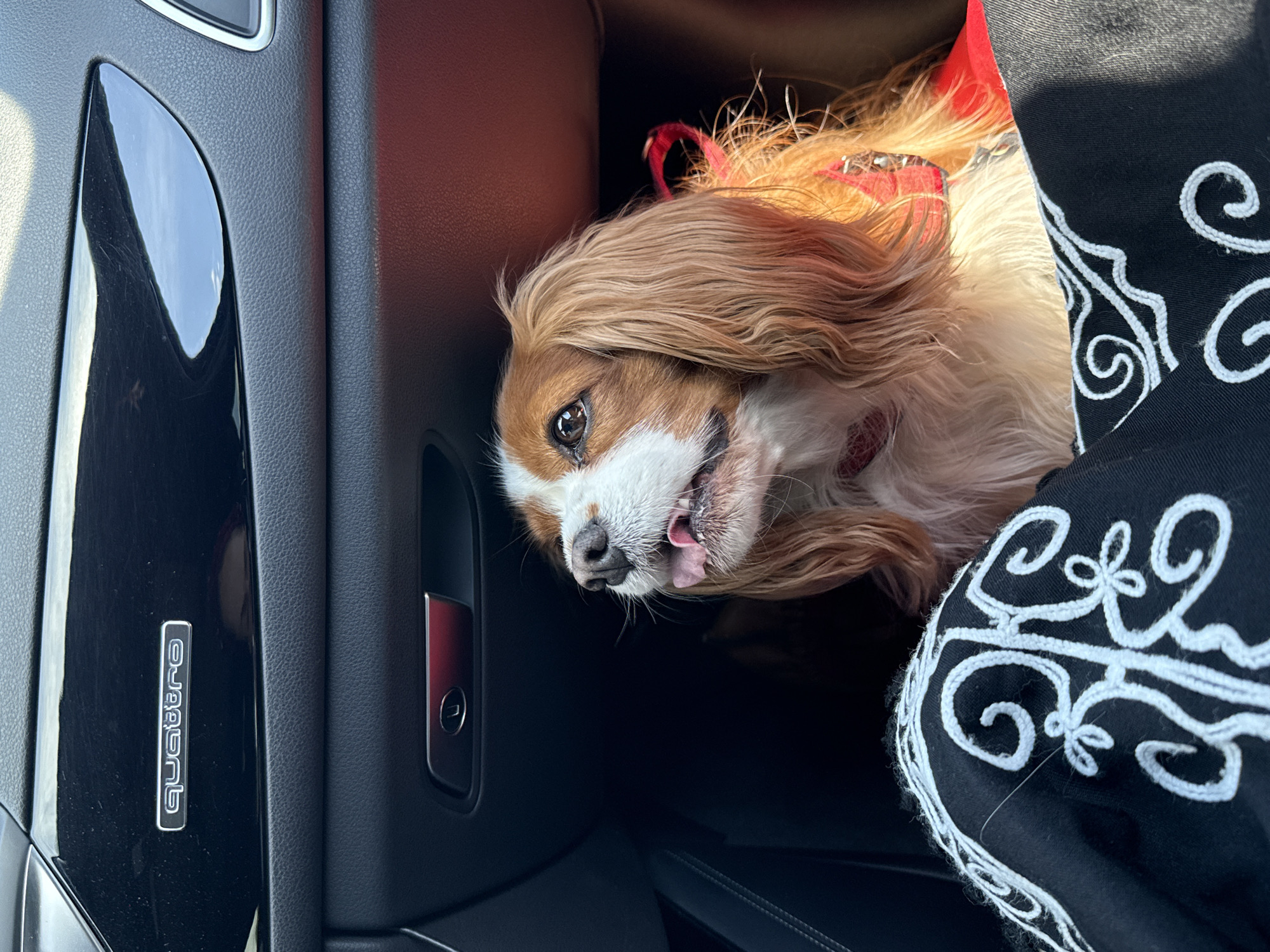 Dog spotted in passenger seat of car in Sofia