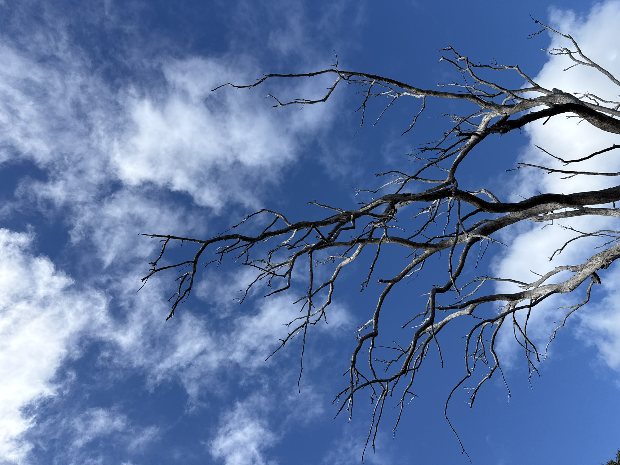 Dead tree and open road under a wide blue sky