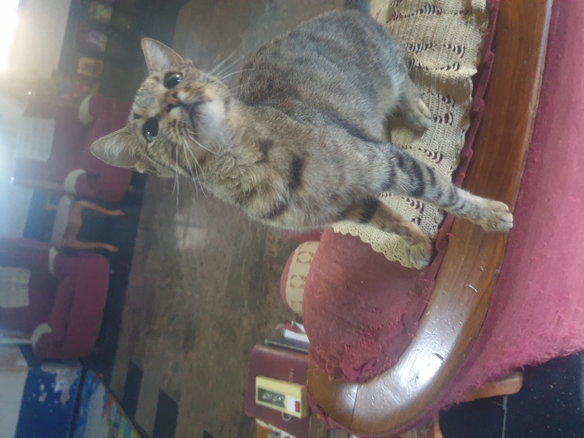 Tabby cat jumps onto red chair, settles and receives pets