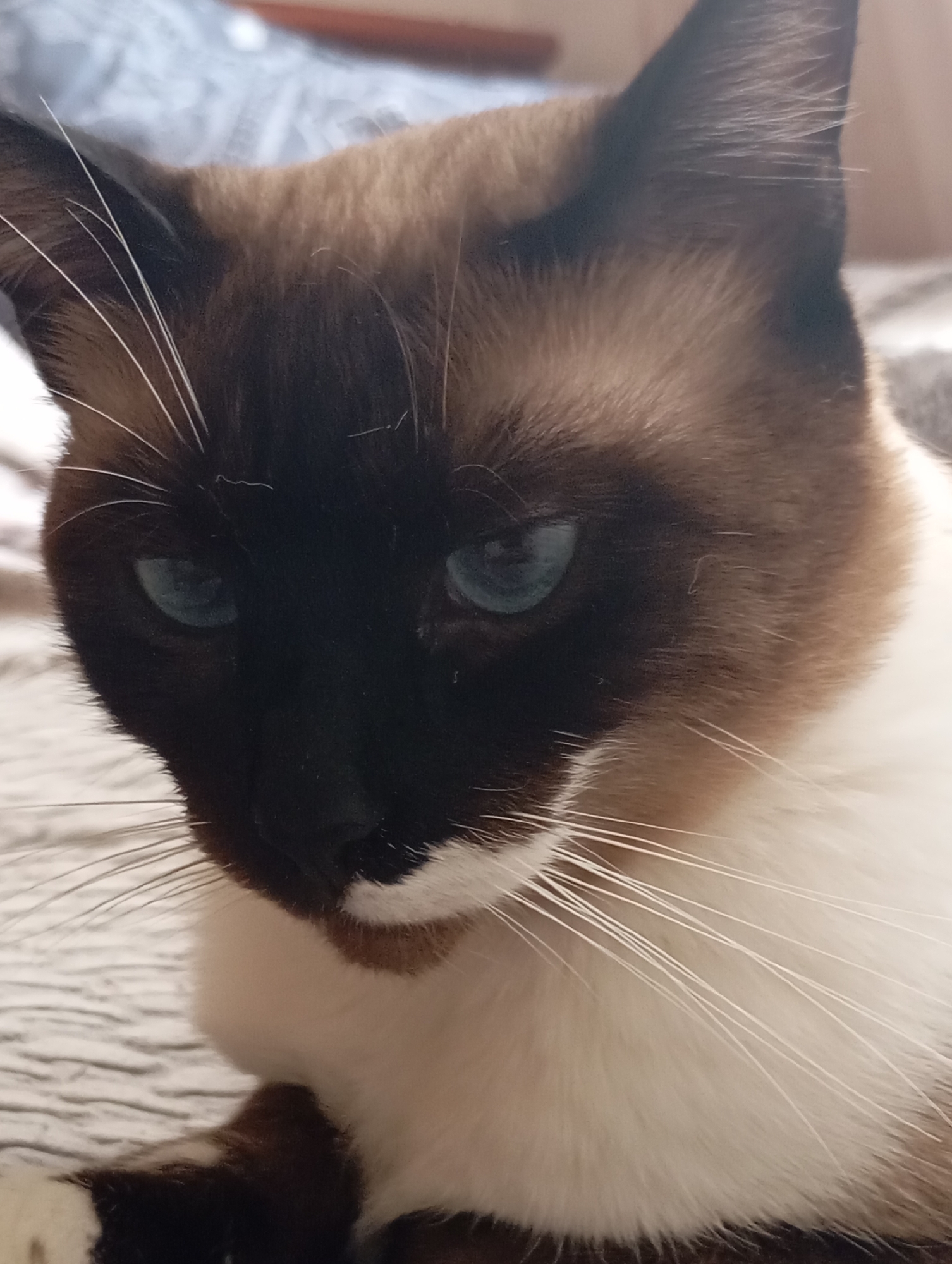Siamese cat and dogs at home in Batumi
