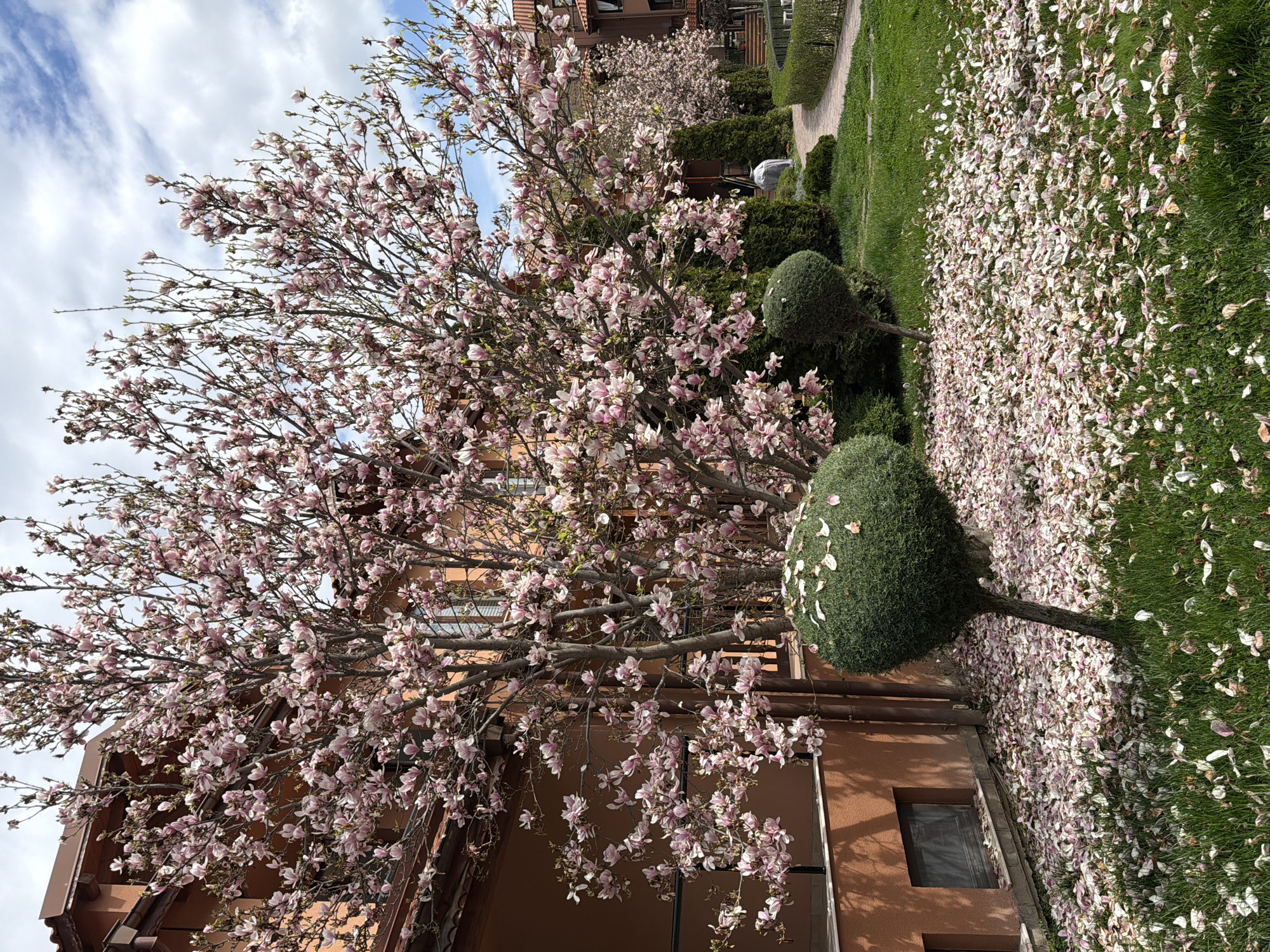 Magnolia tree blooms in Plovdiv residential area