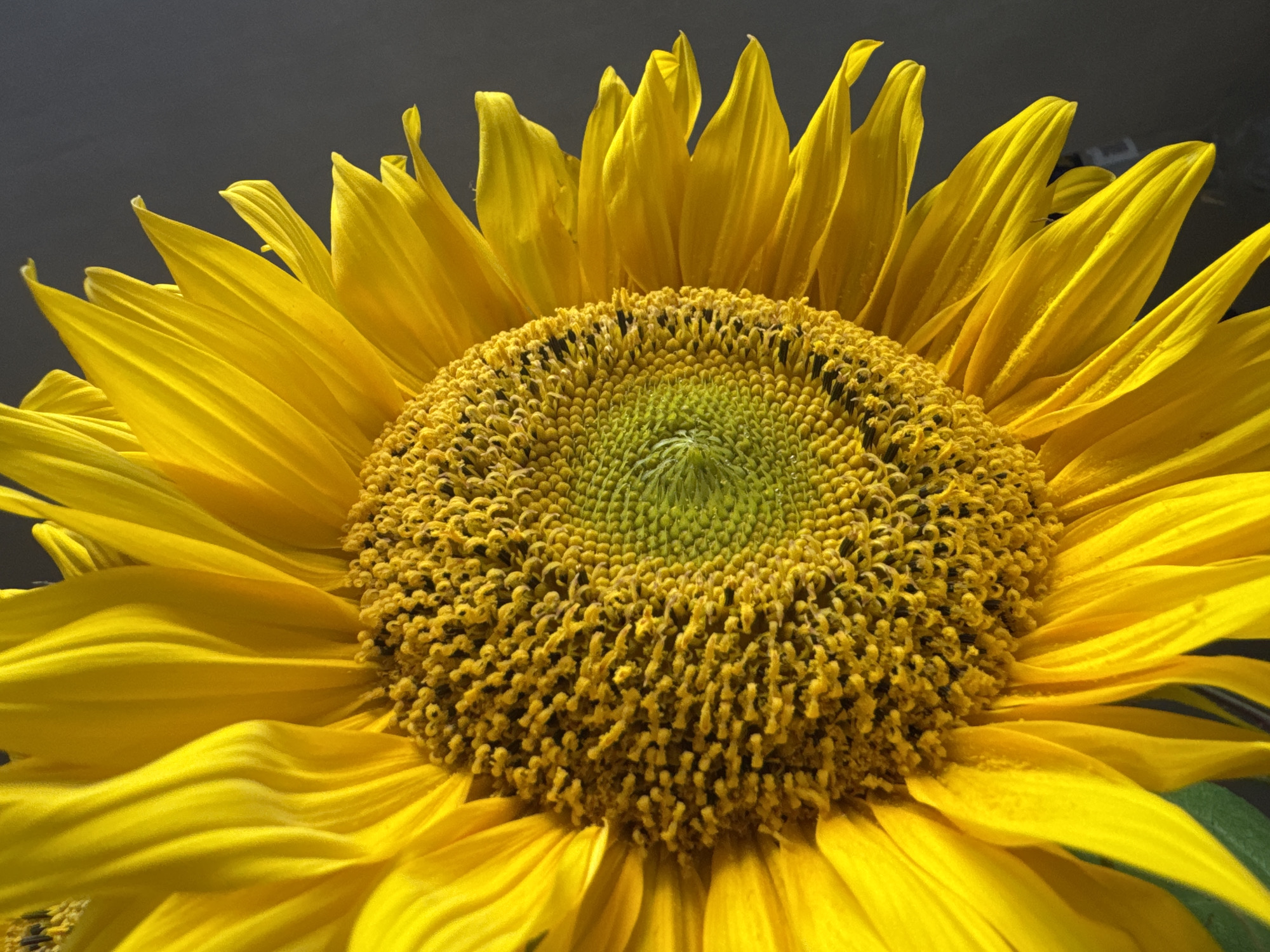 Sunflowers, cats, and fungi: a slow afternoon in Kyiv