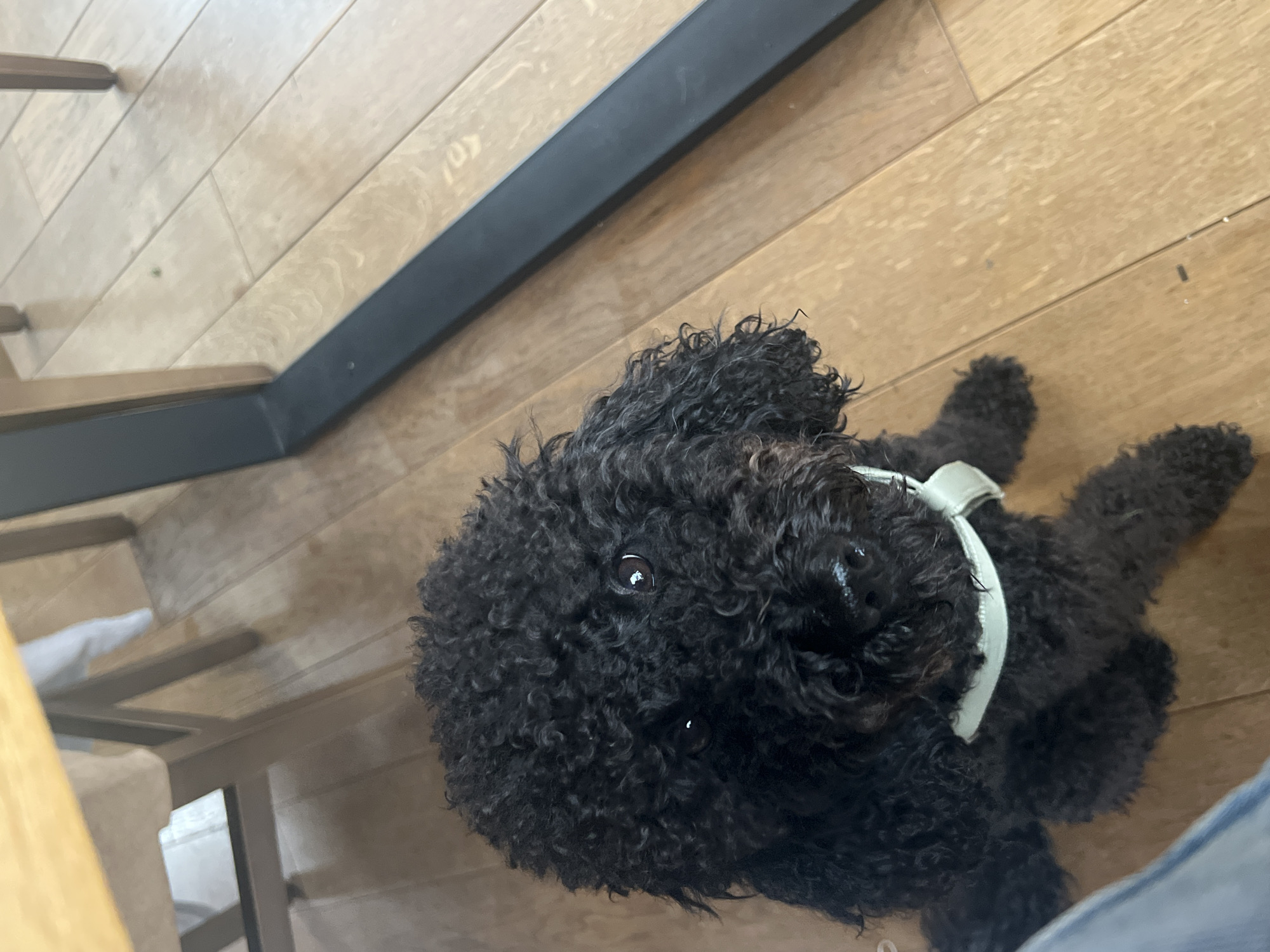 Owner shares moment with black poodle in Sofia home