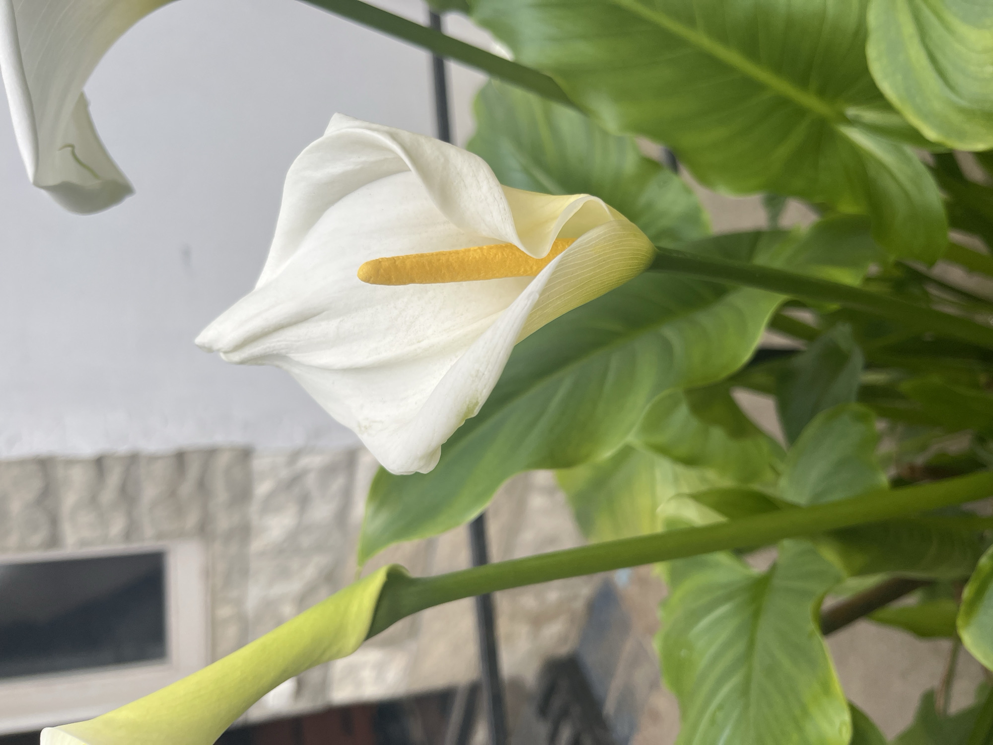 Calla lily blooms captured in Vesyoloye, Russia