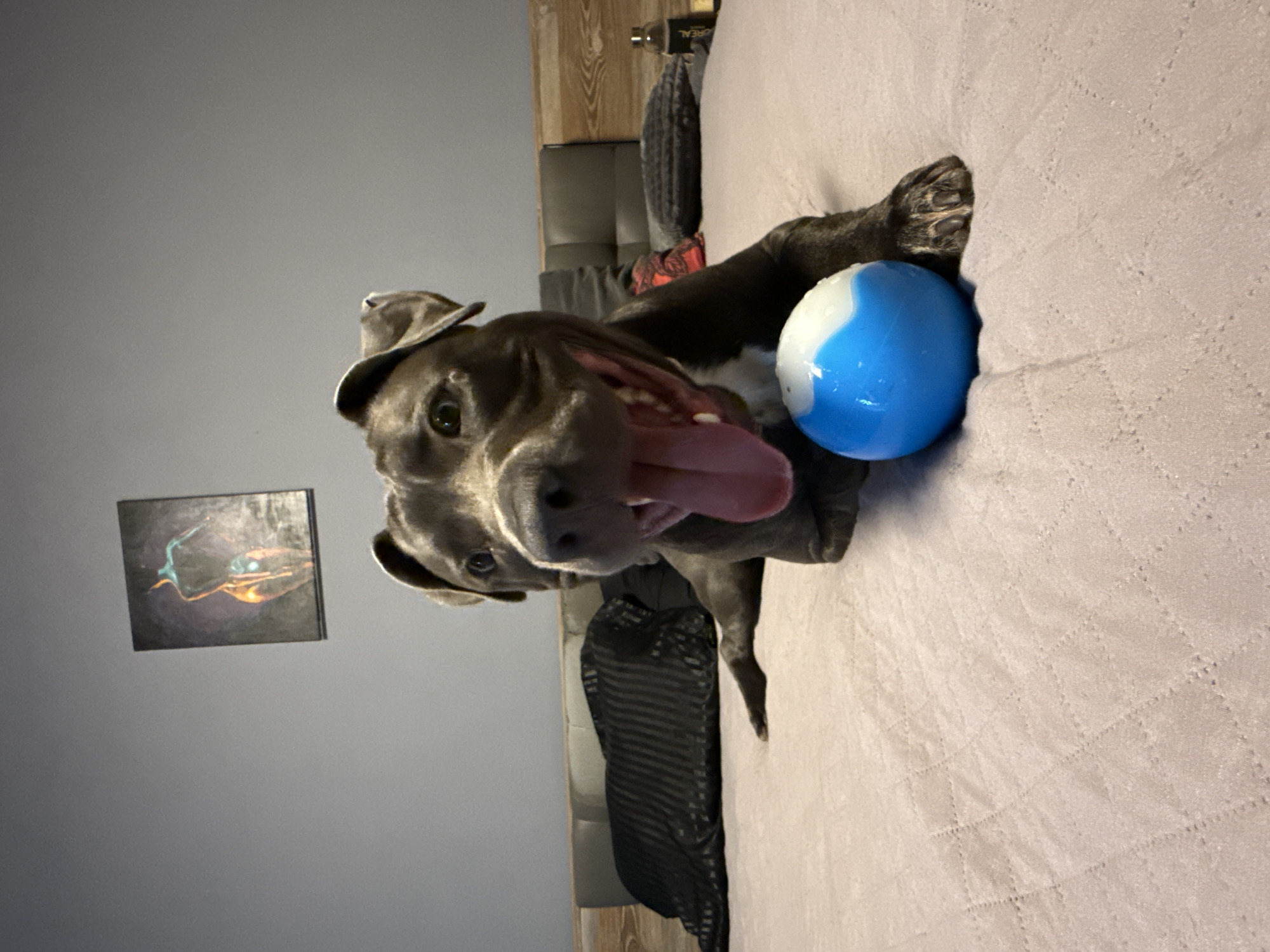 Pit bull and friends playing with tennis balls in Varna