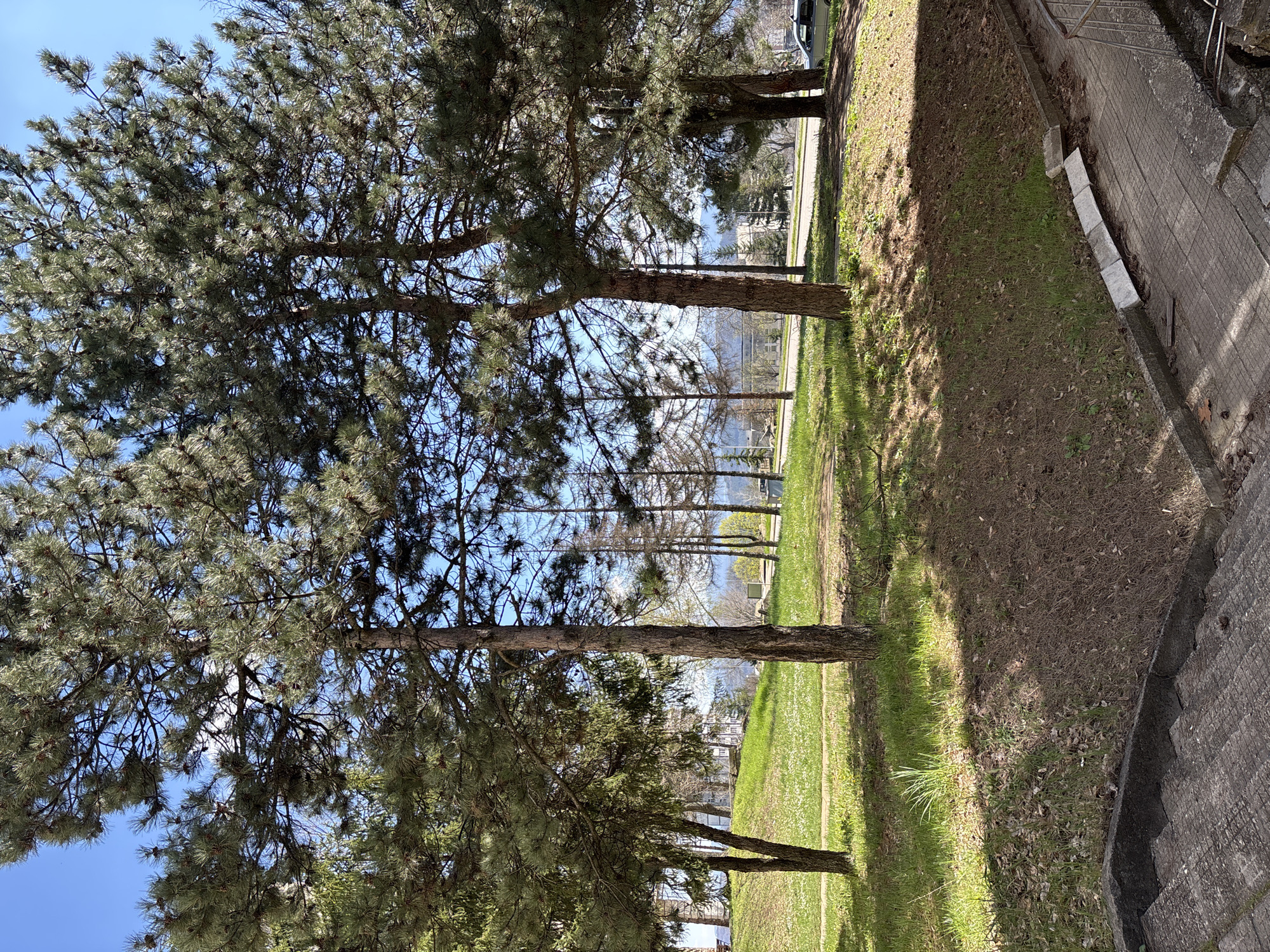 Pine trees documented along street in Ledenik, Bulgaria