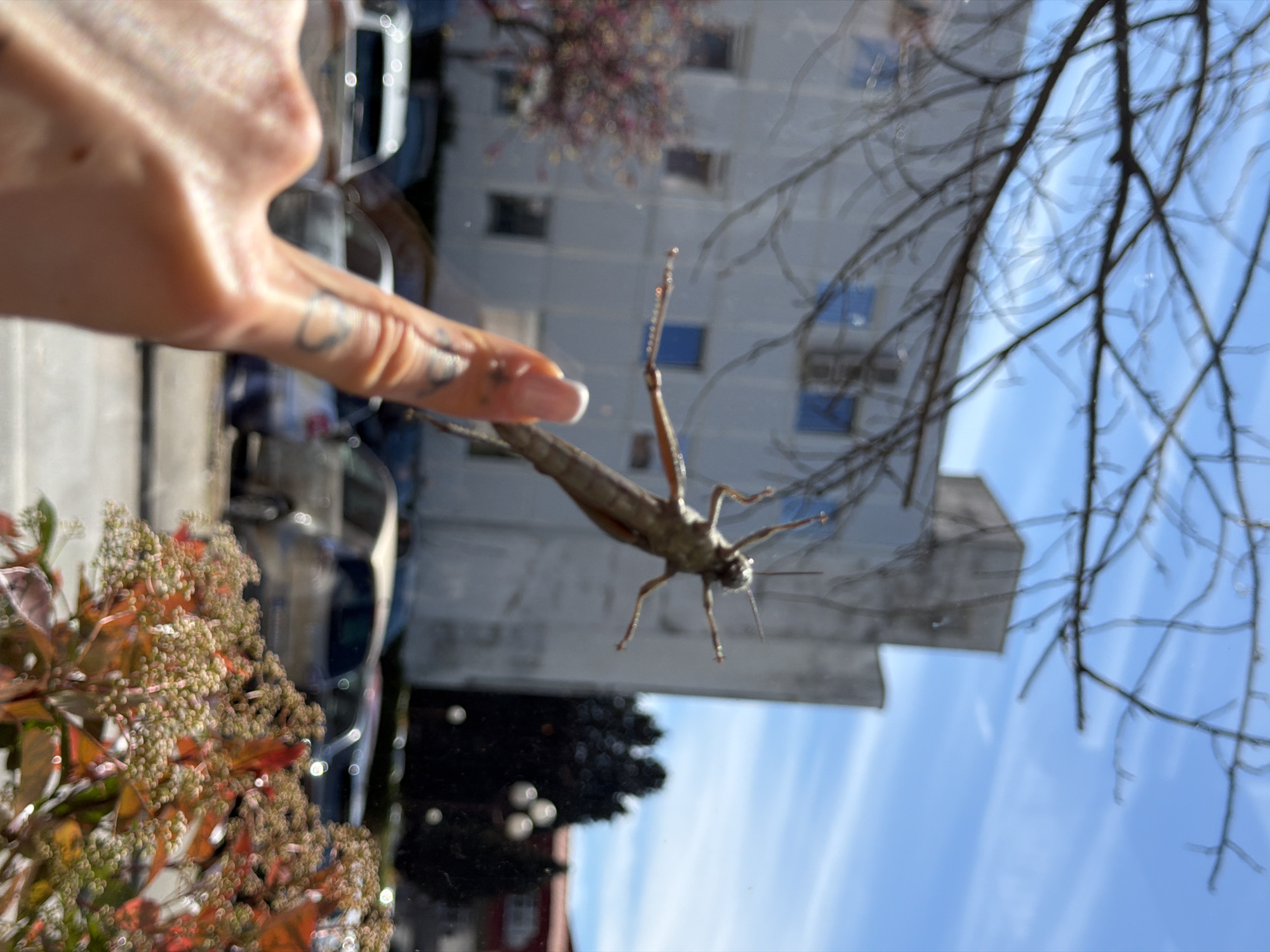 Praying mantis spotted on window in Podgorica