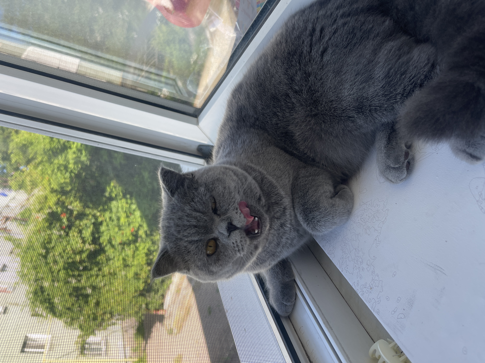 Grey cat's lazy summer morning around an Odesa courtyard