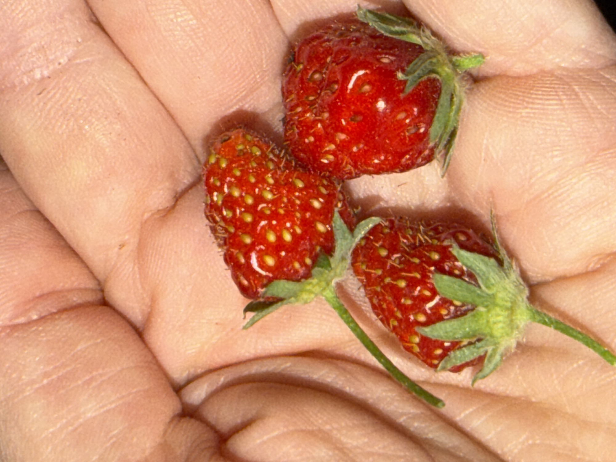 Person holds strawberries, captures cryptic luxury brand text in Erba