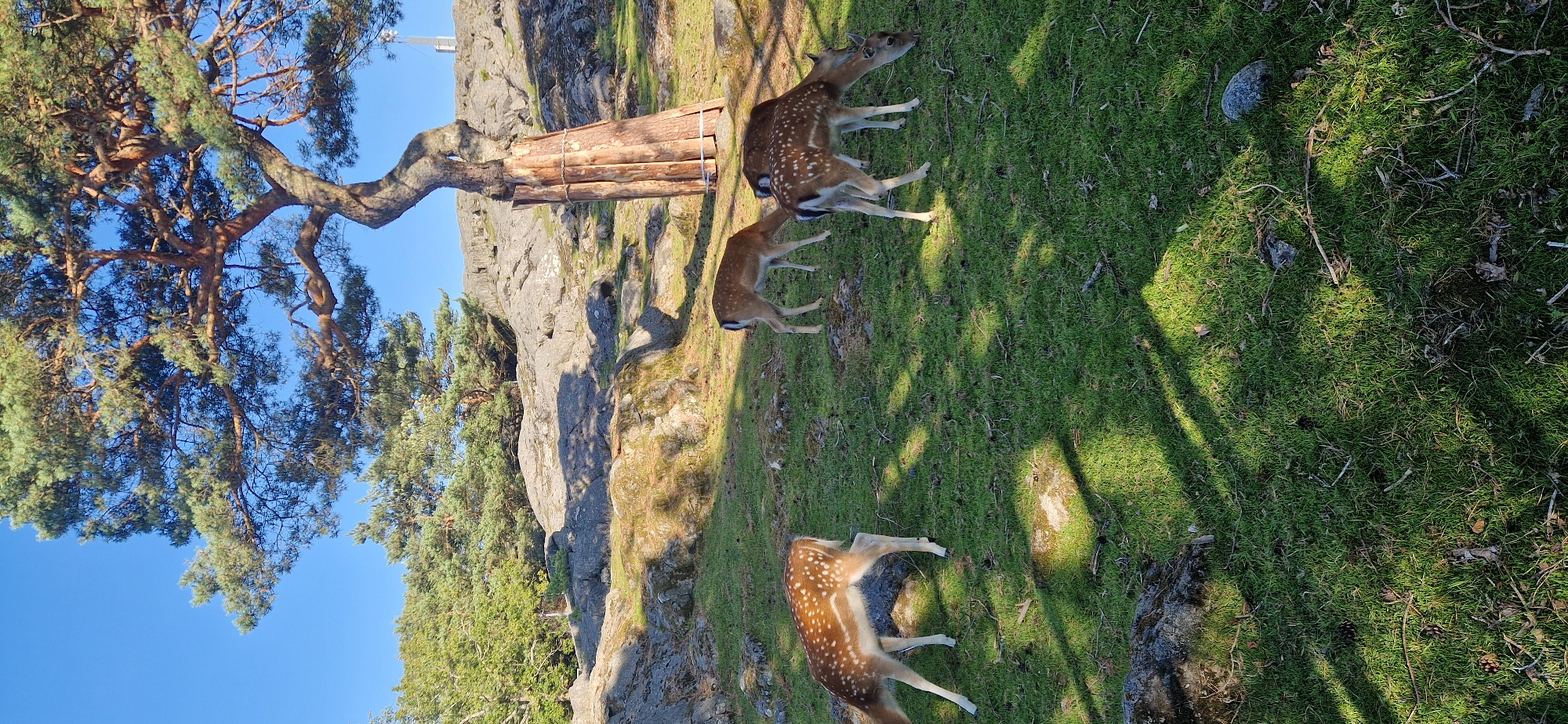 A busy summer afternoon across Slottskogen's paths and animal enclosures