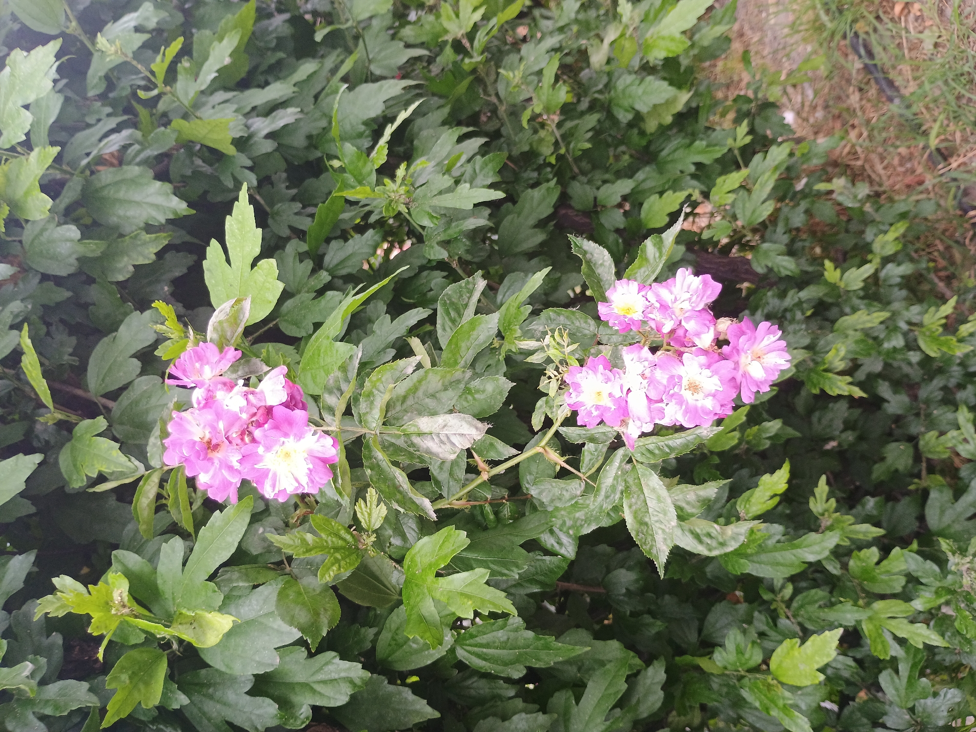 Botanical survey documents diverse plants and flowers across location