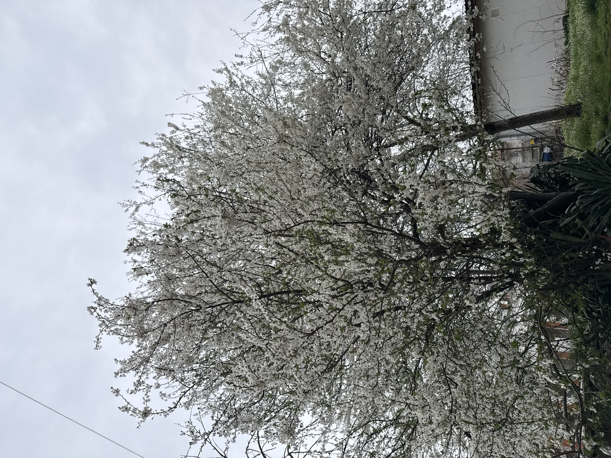 Spring blossoms bloom on tree in Haskovo, Bulgaria