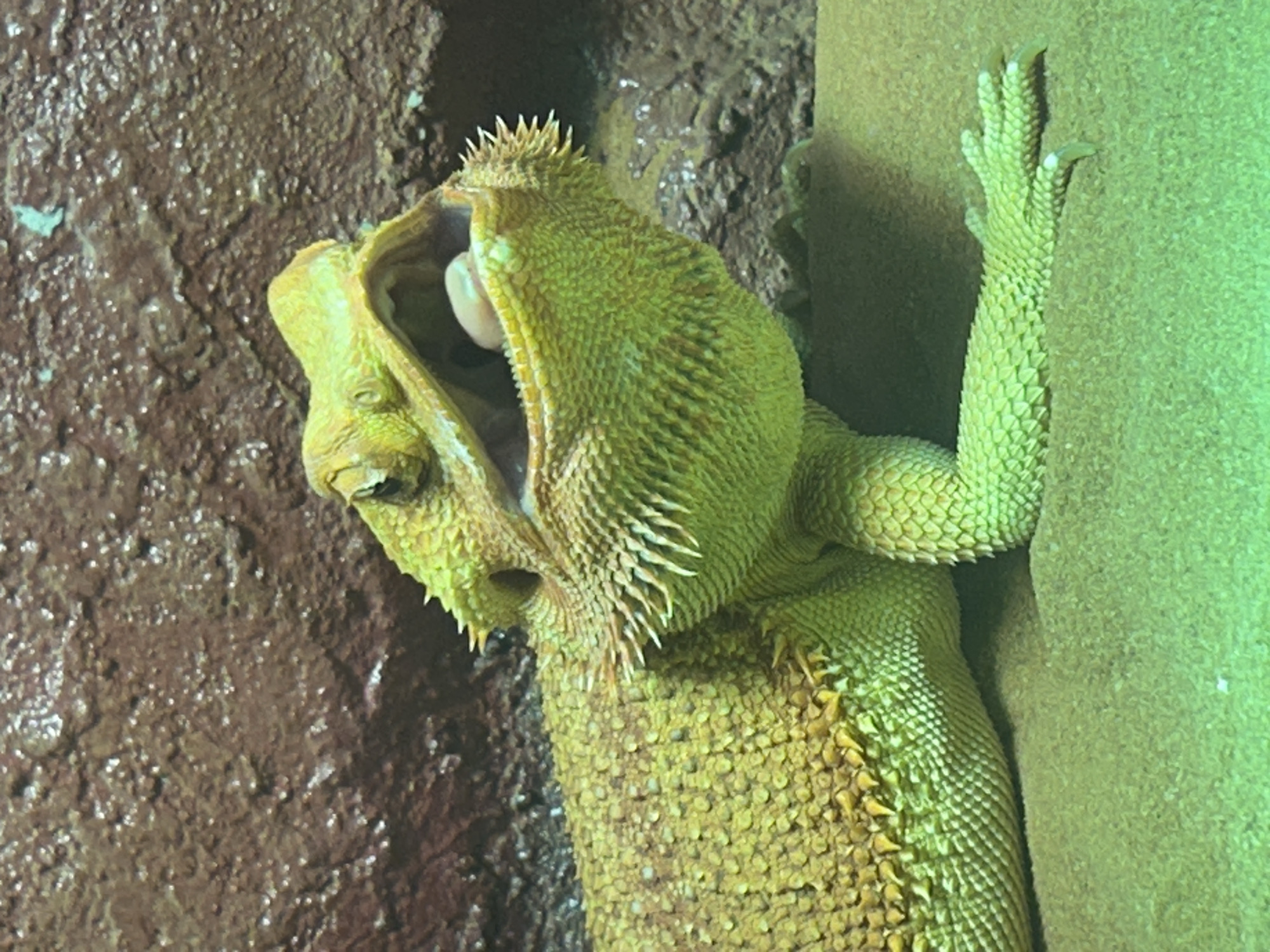 Inside Aquaria KLCC: reptiles, meerkats, and the tunnel walk
