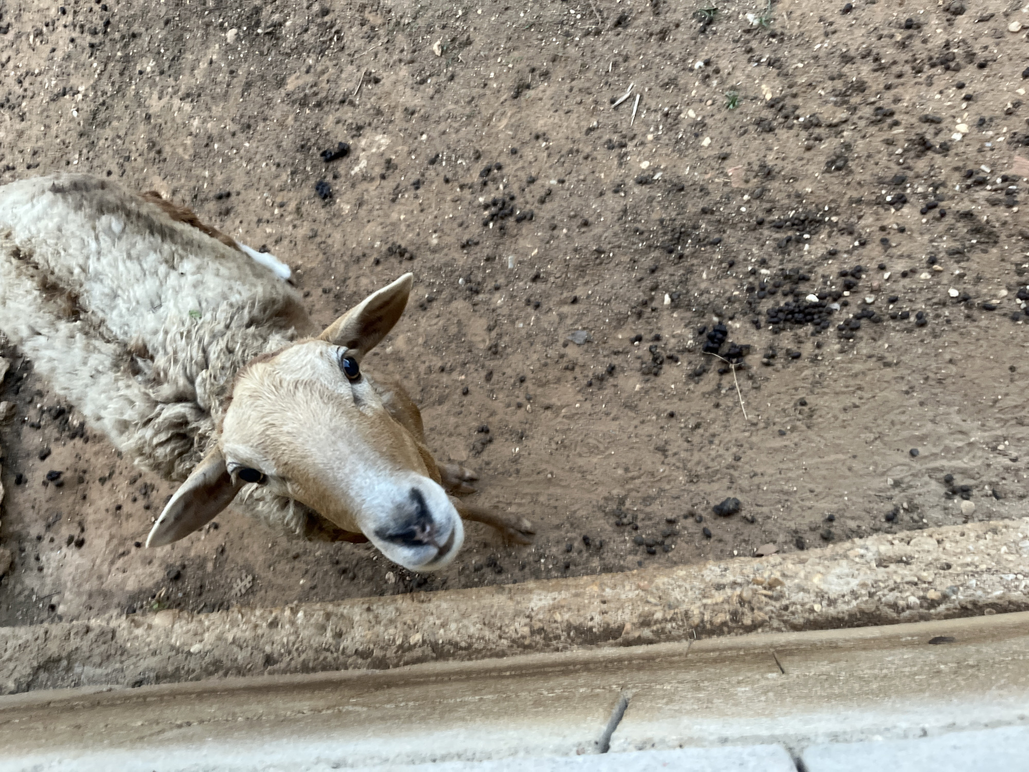 Sheep hand-fed vegetables in Tinaquillo enclosure