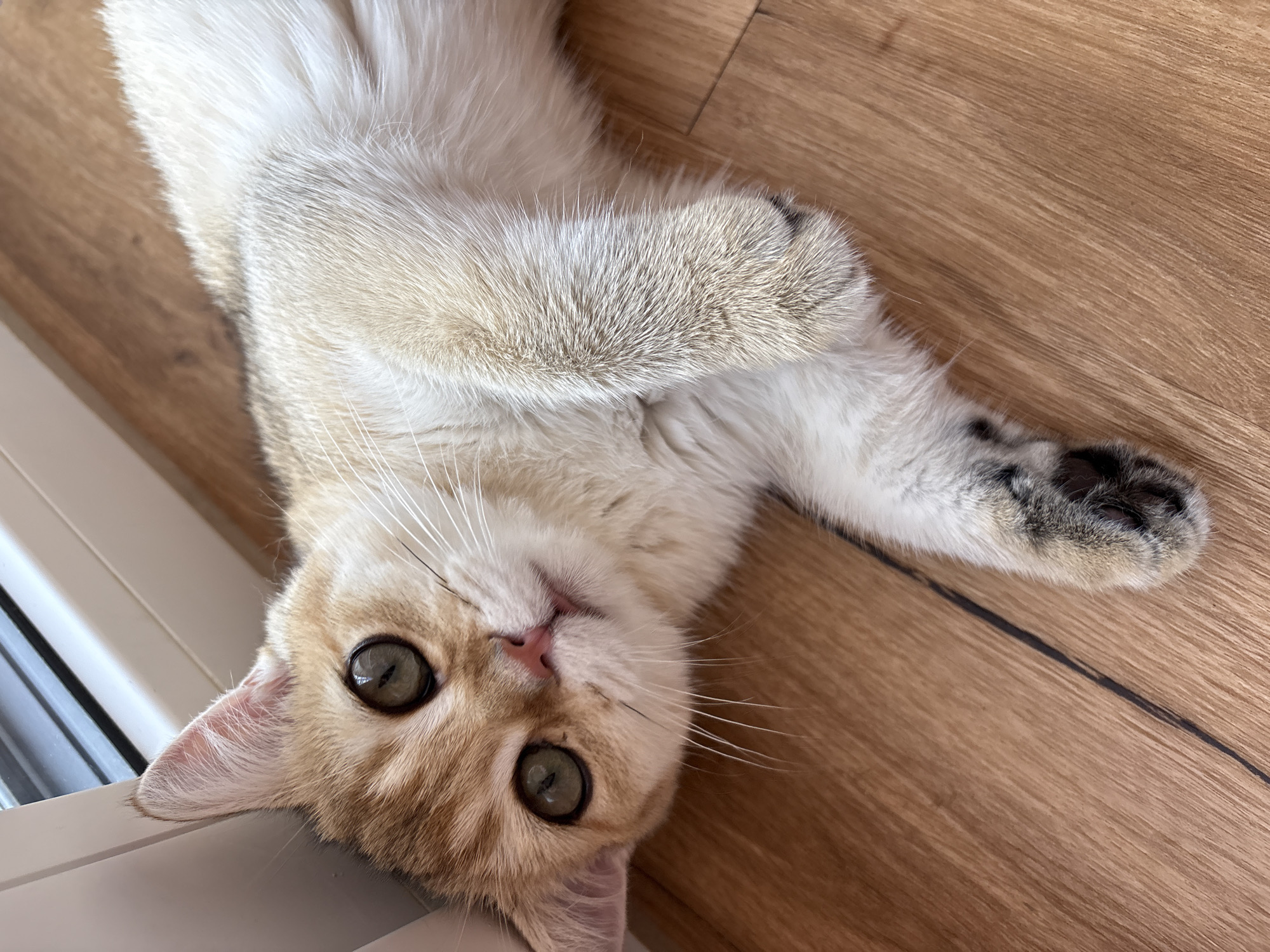 Cat fully relaxed on wooden floor, Bönnigheim