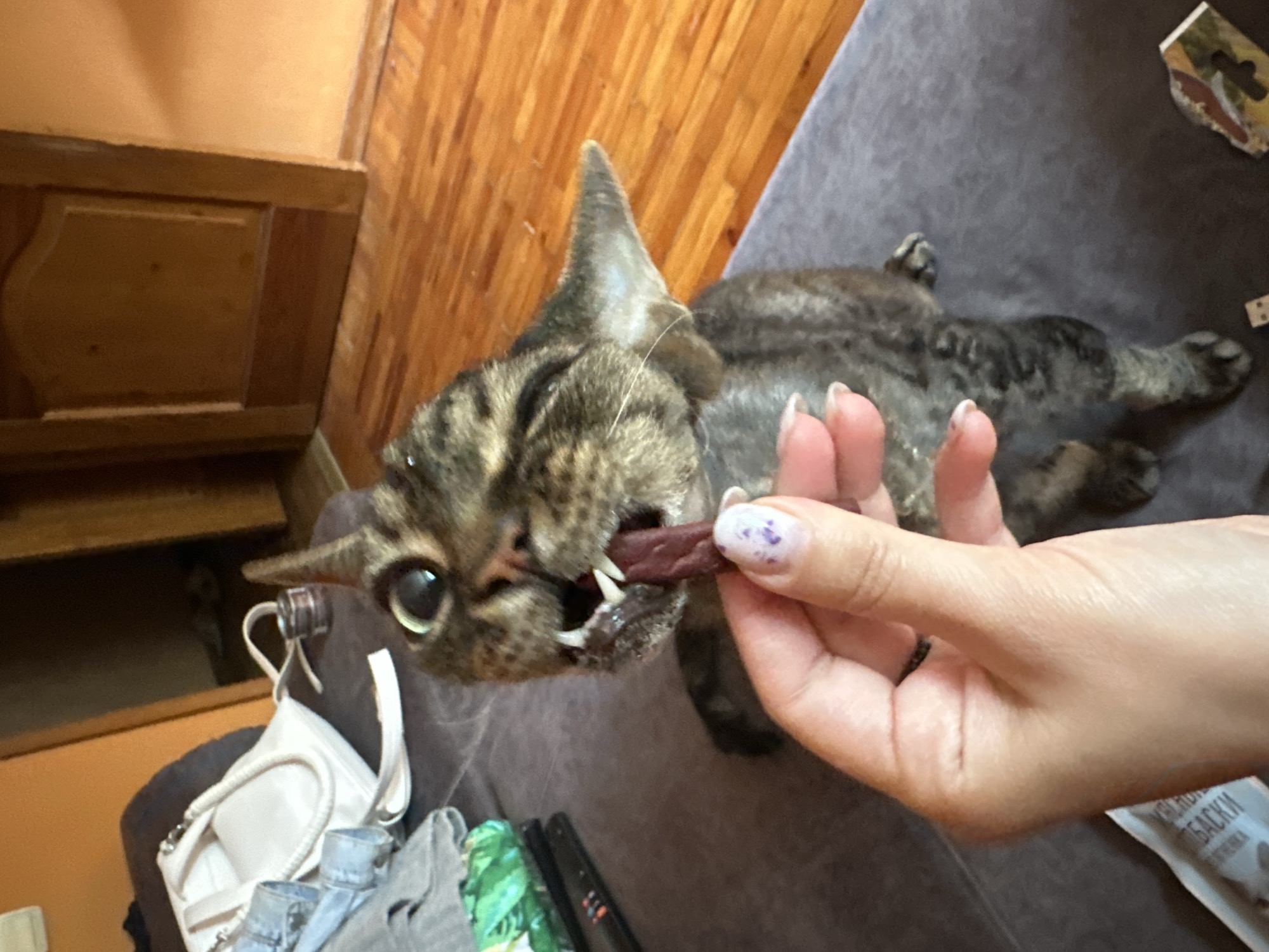 Cats, selfies, and street scenes from Sinyavino on a summer morning