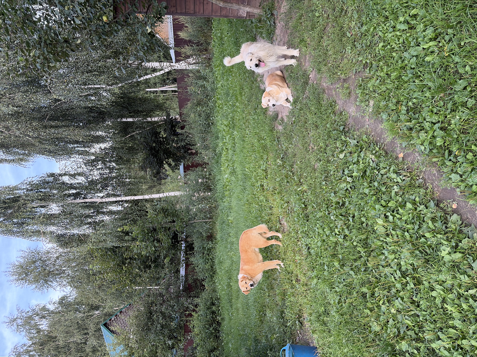 Lawn trimming and three dogs in a Russian backyard