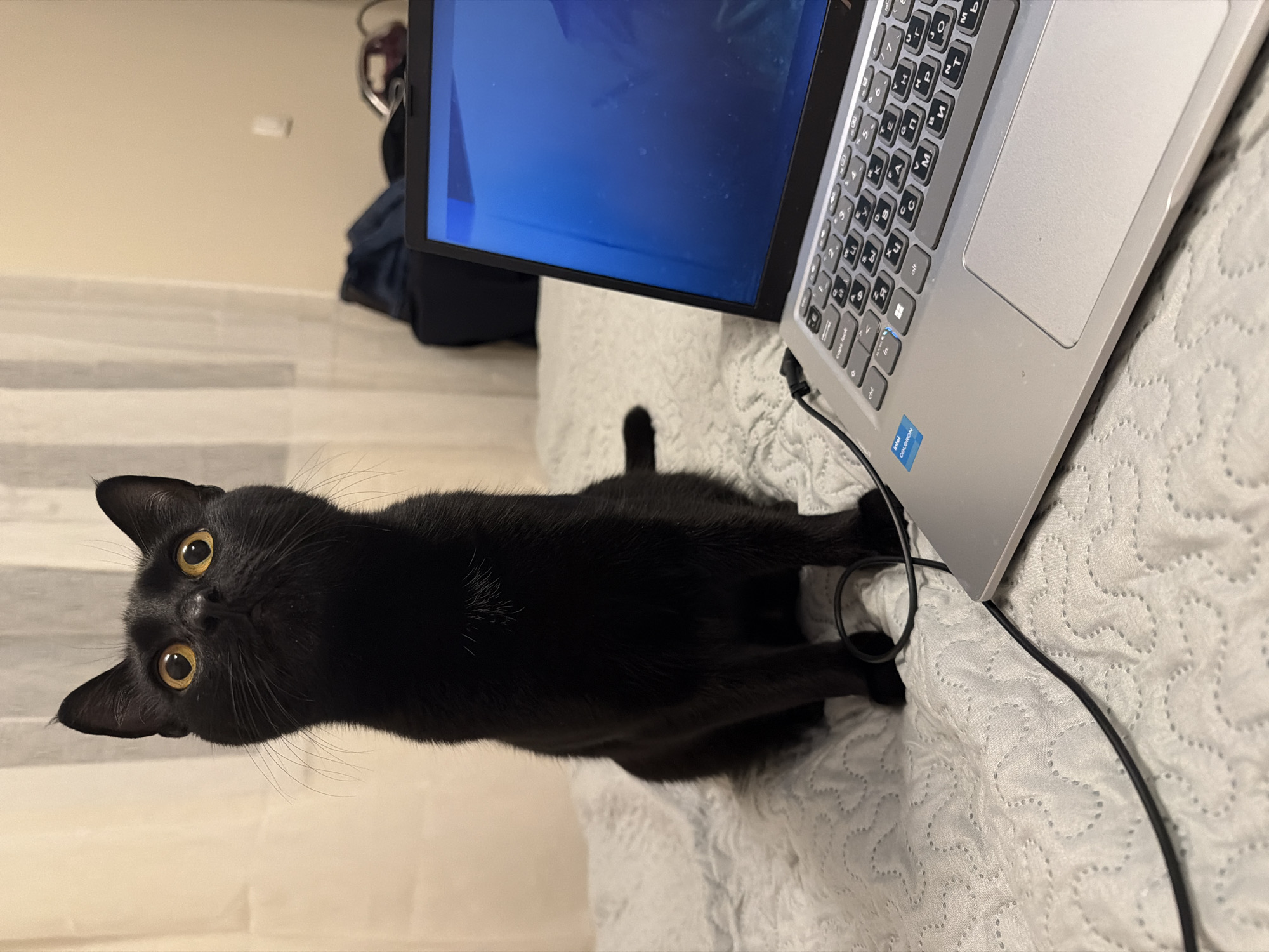 Black cat rests near laptop in Montenegro home