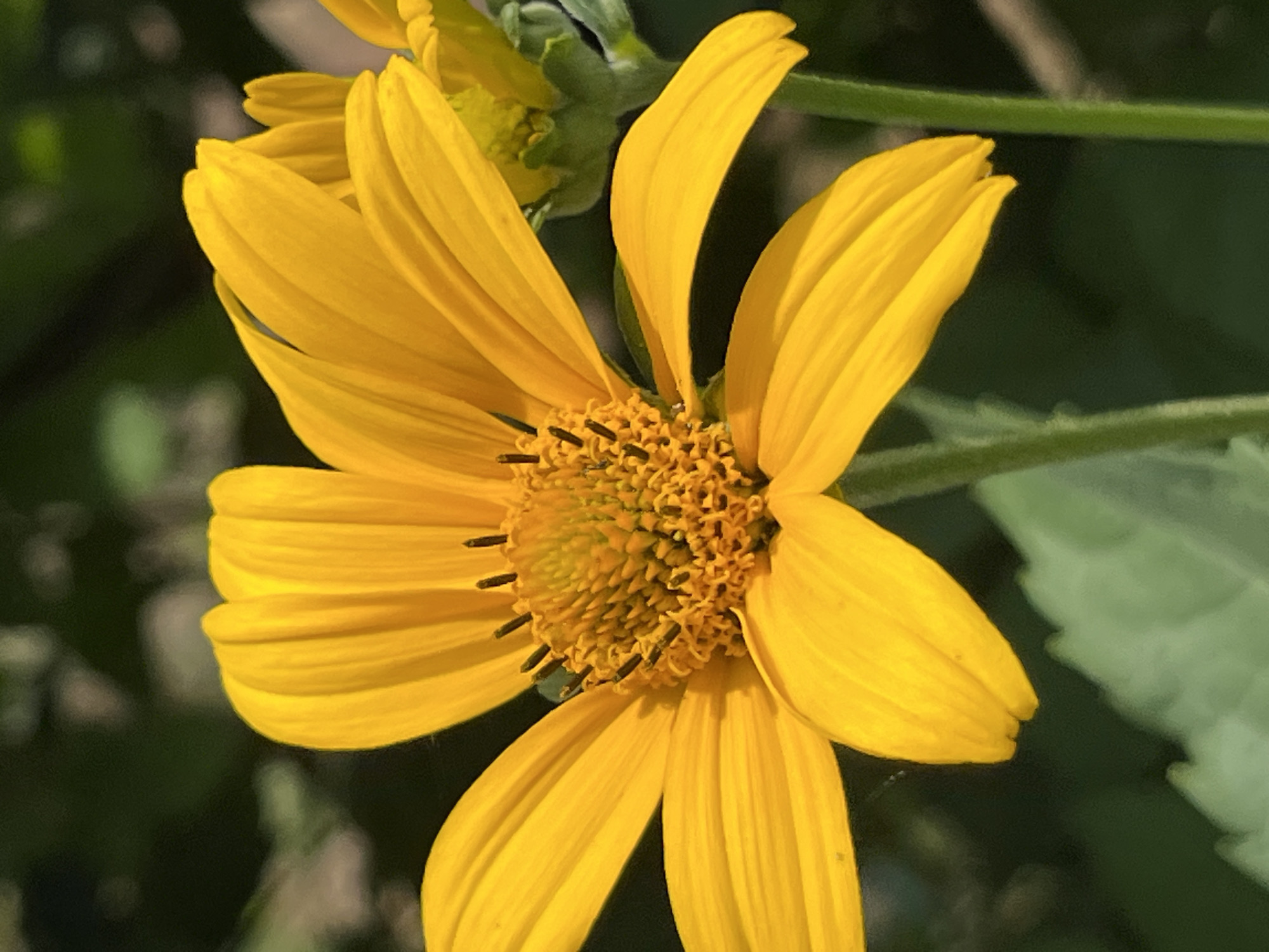 Macro shots of wildflowers and blackberry plants in Dnipro