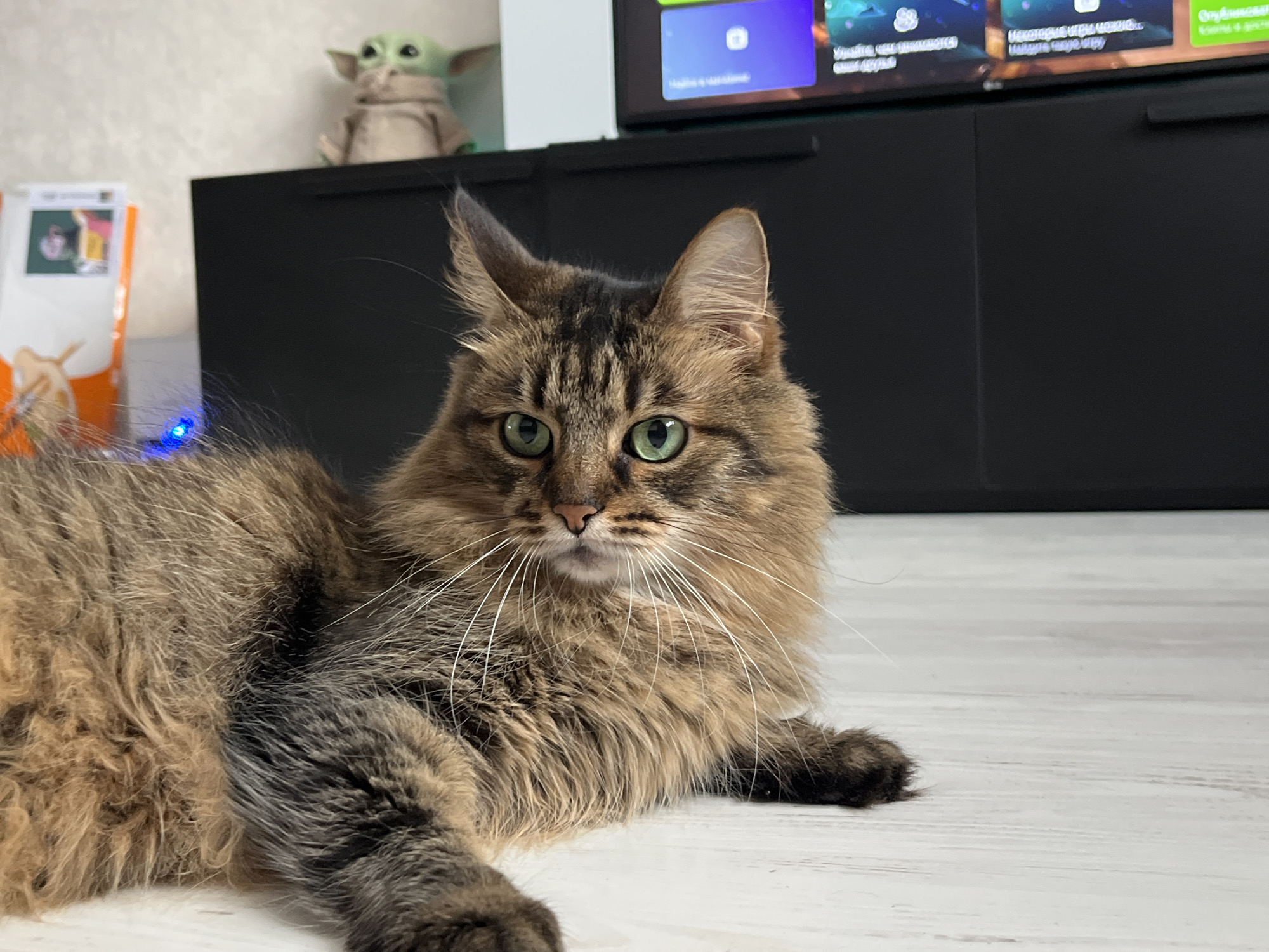 Green-eyed tabby cat chilling on a wooden floor in Babruysk
