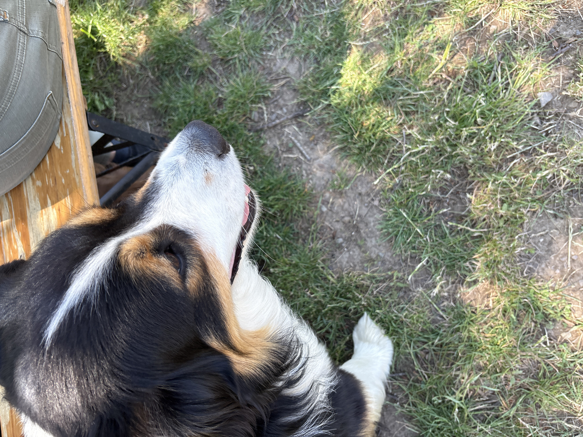 Backyard moments with tricolor dog and chickens in Hrabarsko