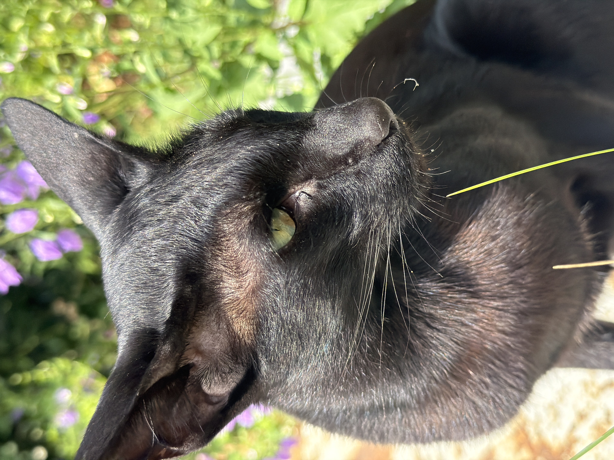 Black cat and backyard creatures on a Novosibirsk morning