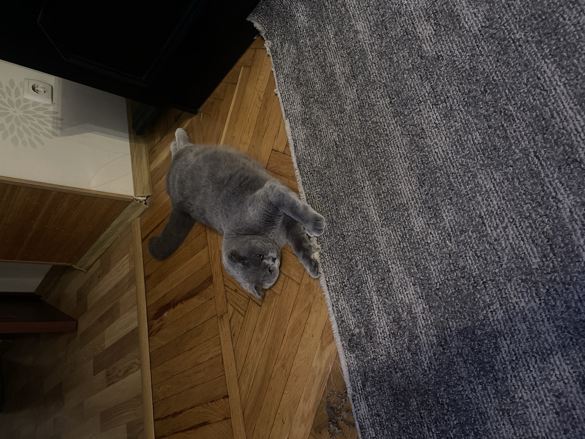 Grey cat fully relaxed on a wooden floor in Odesa