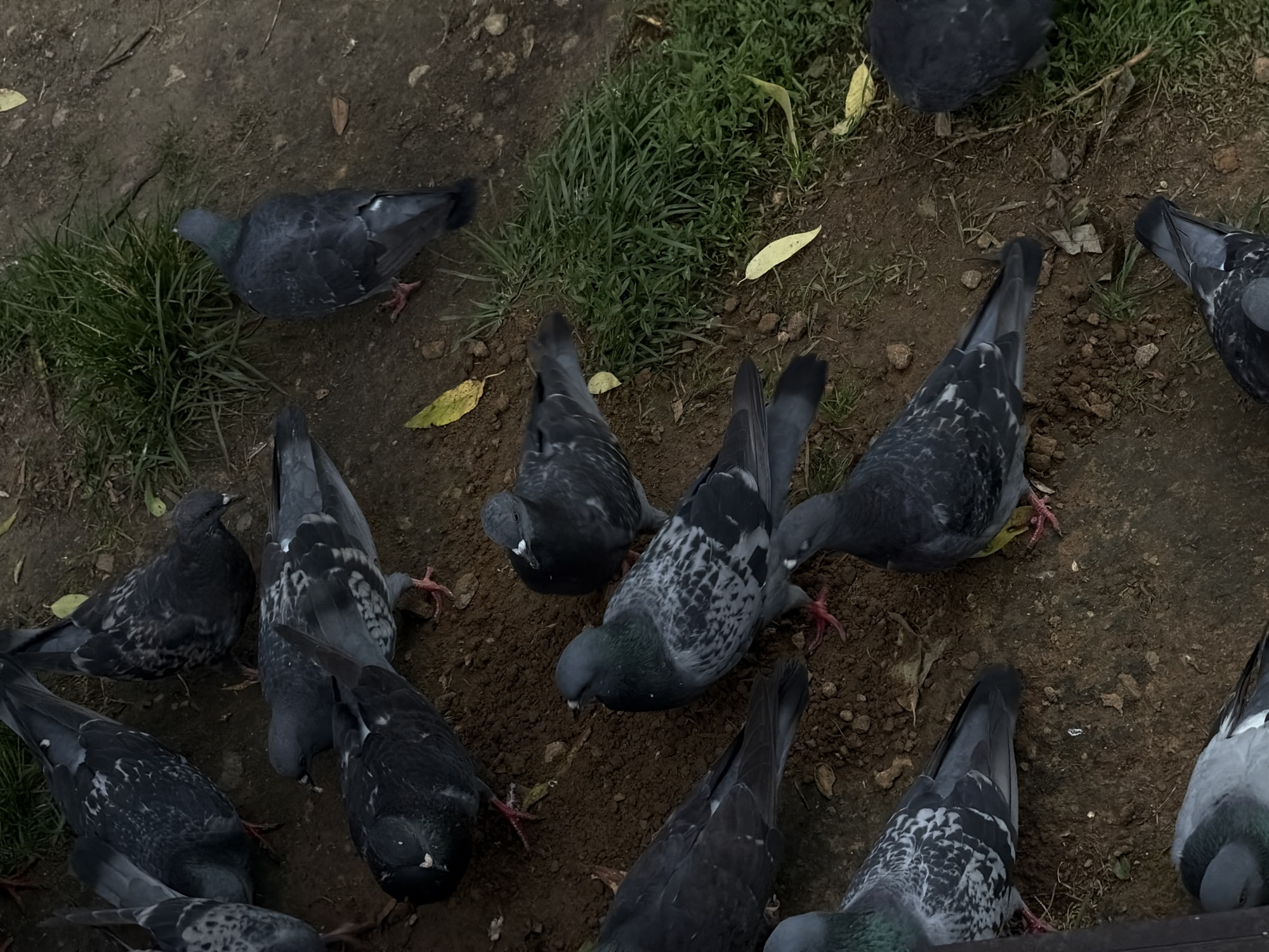 Afternoon in a Moscow park: birds, dogs, cyclists, and fountains