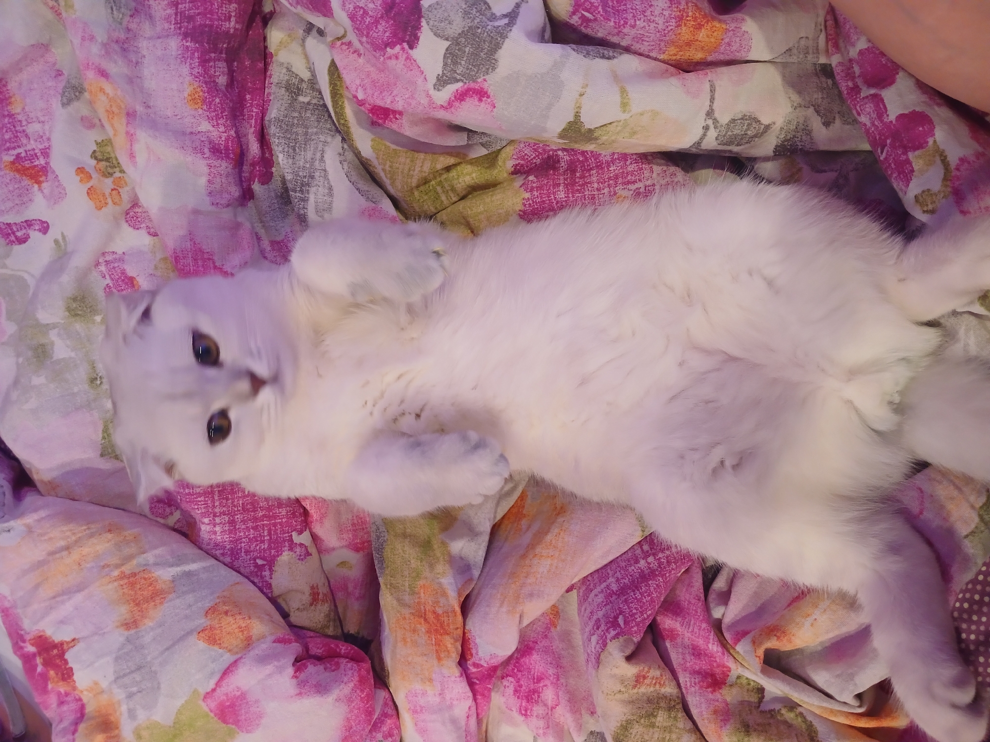 Family moments with white cat captured in Noviy, Russia
