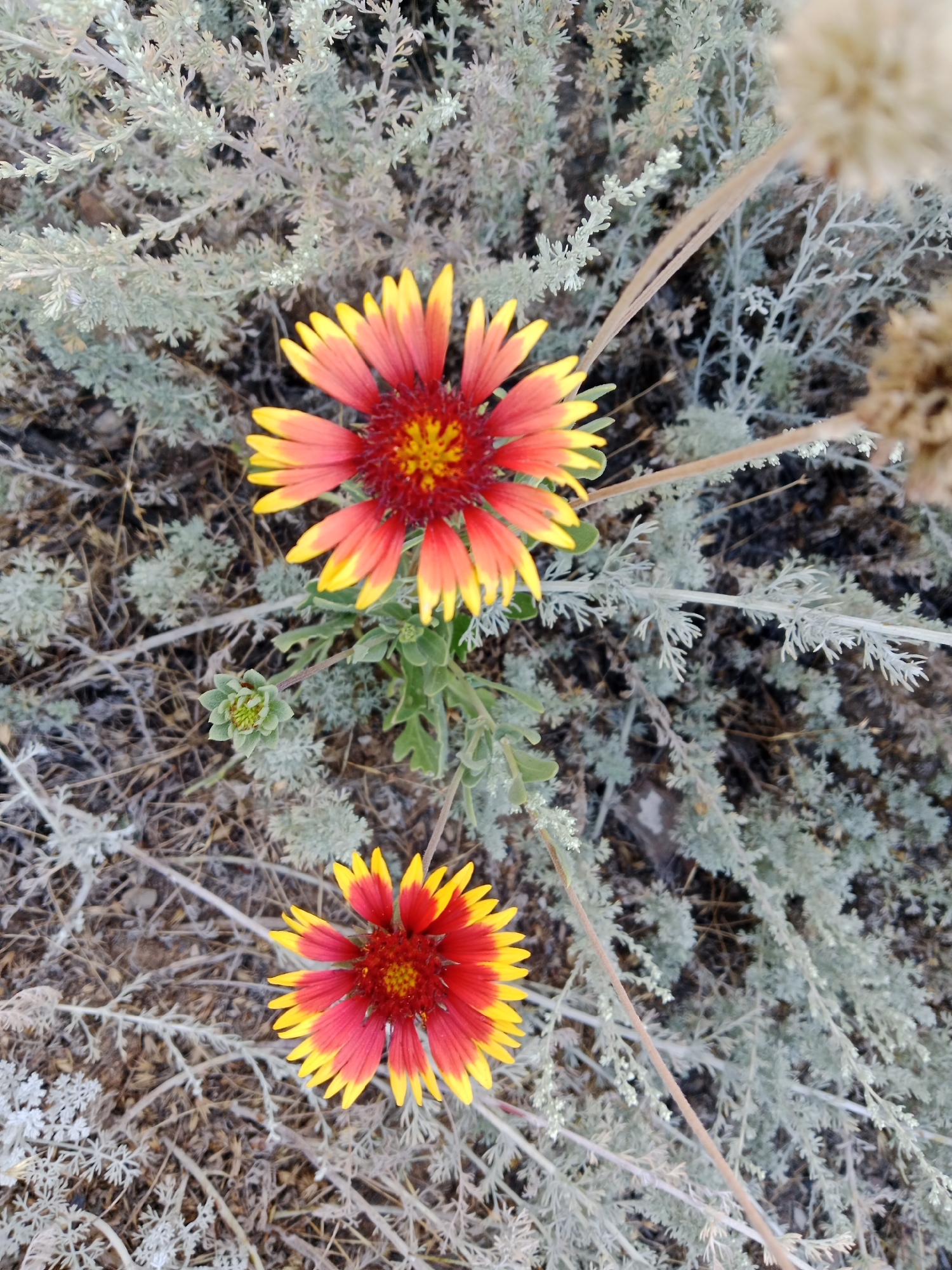 Gaillardia and petunias in a Semey garden