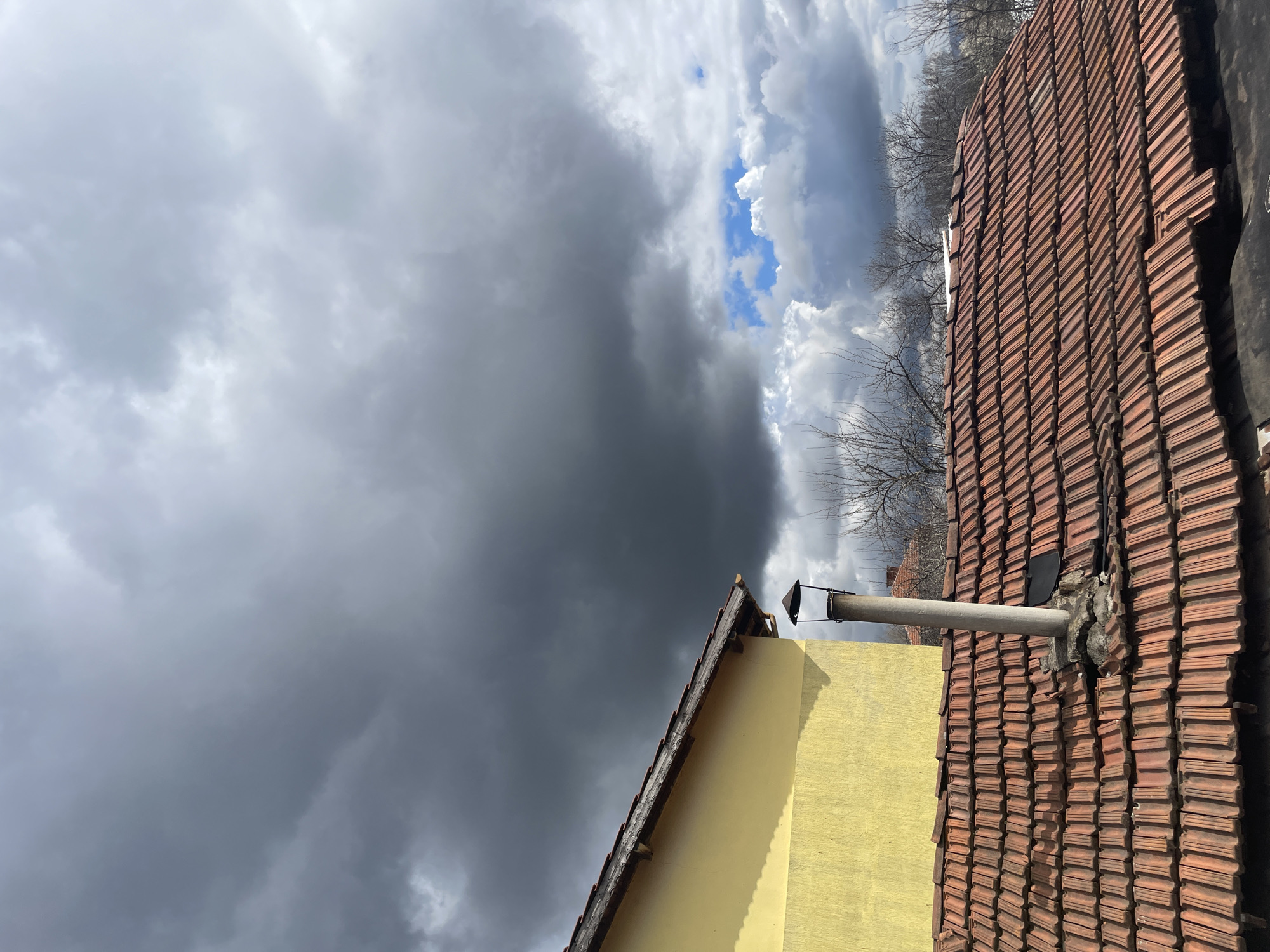 Spring blooms and bees observed across Sofia area neighborhoods