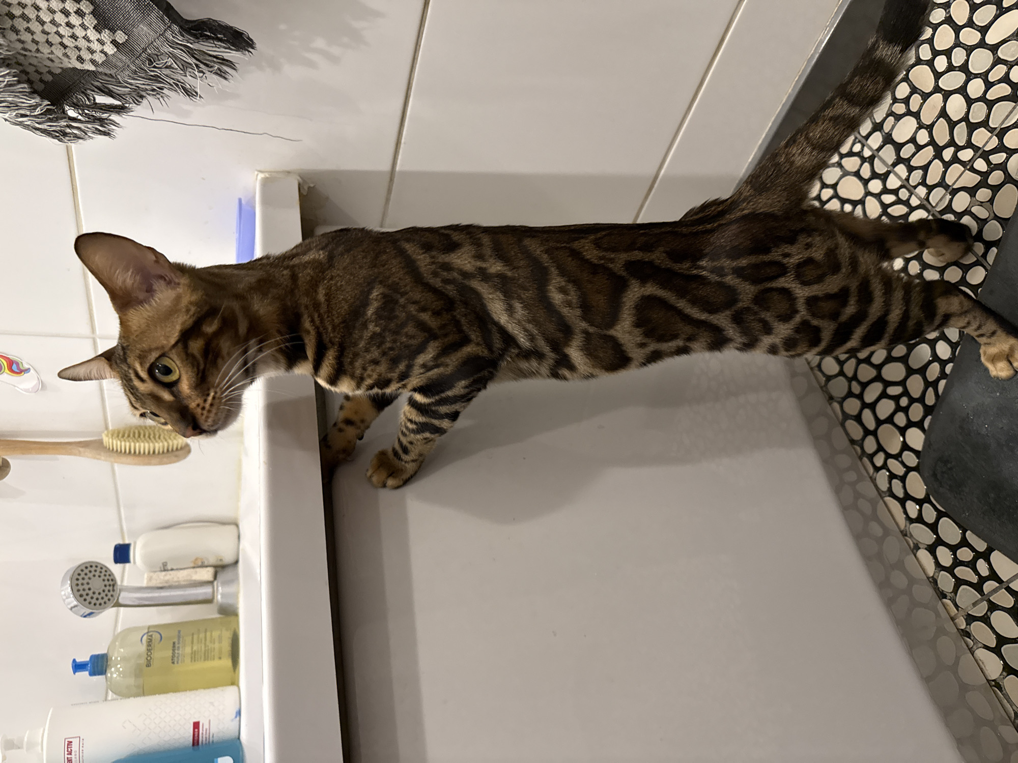Bengal cat reaches for bathtub amid soap bubbles in Tallinn