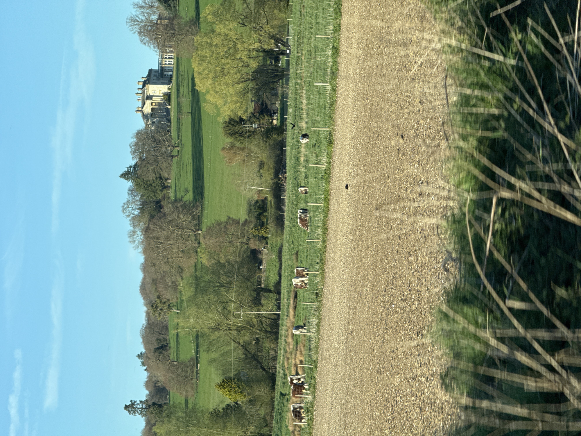 Pastoral scene documented in Dacorum countryside with grazing cattle