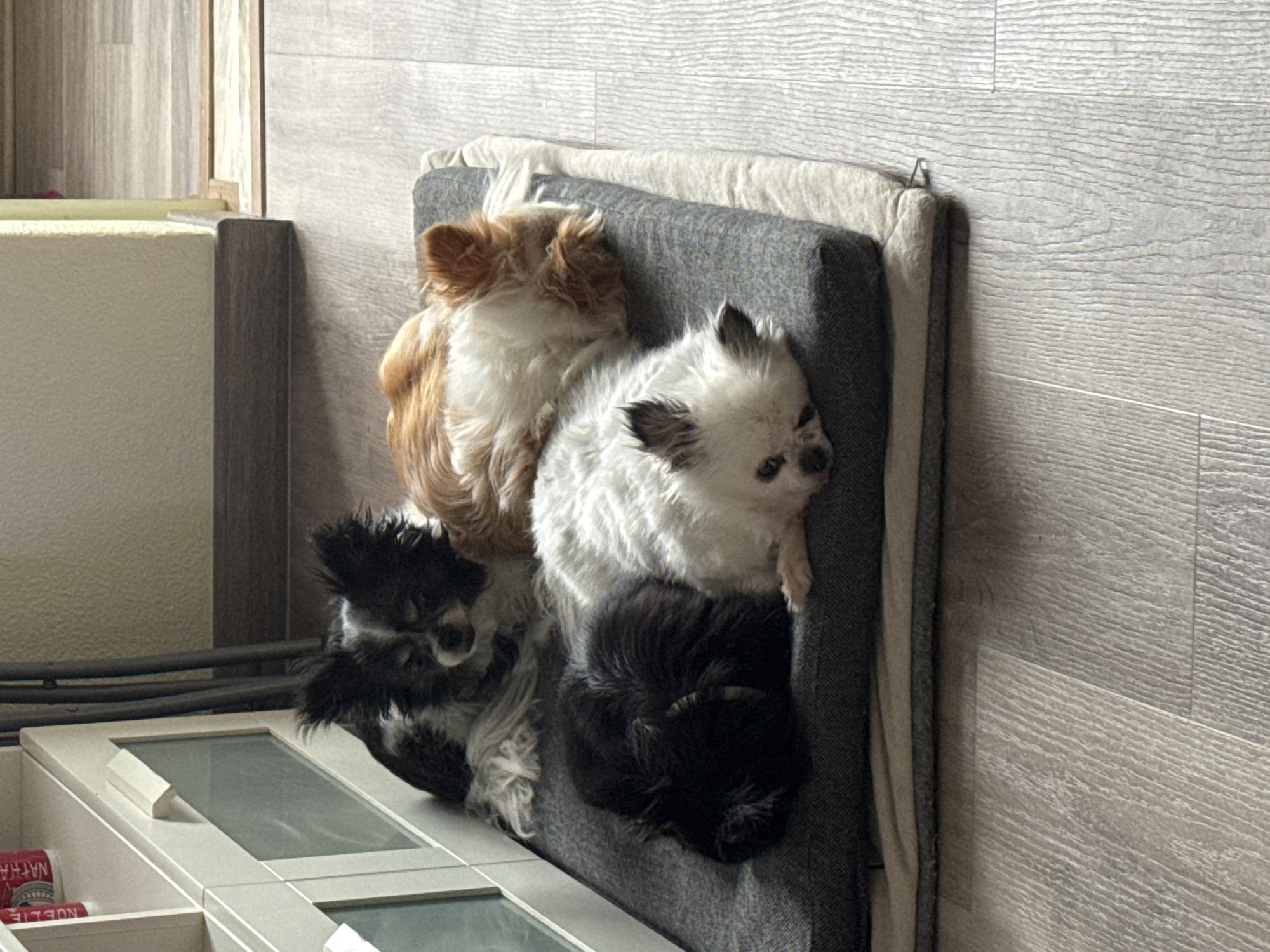 Pets gathered in Portuguese home during evening hours