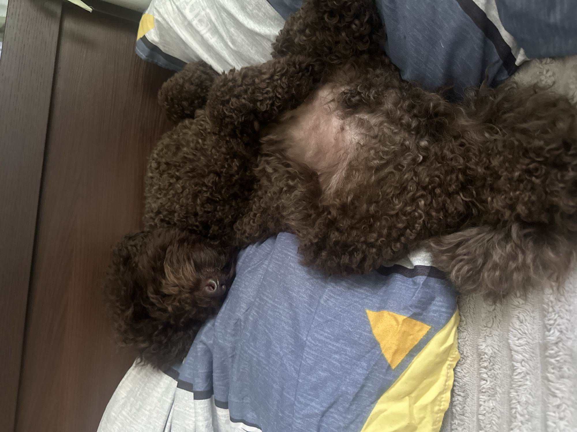 Pets and baby napping together in Sayanogorsk bedroom